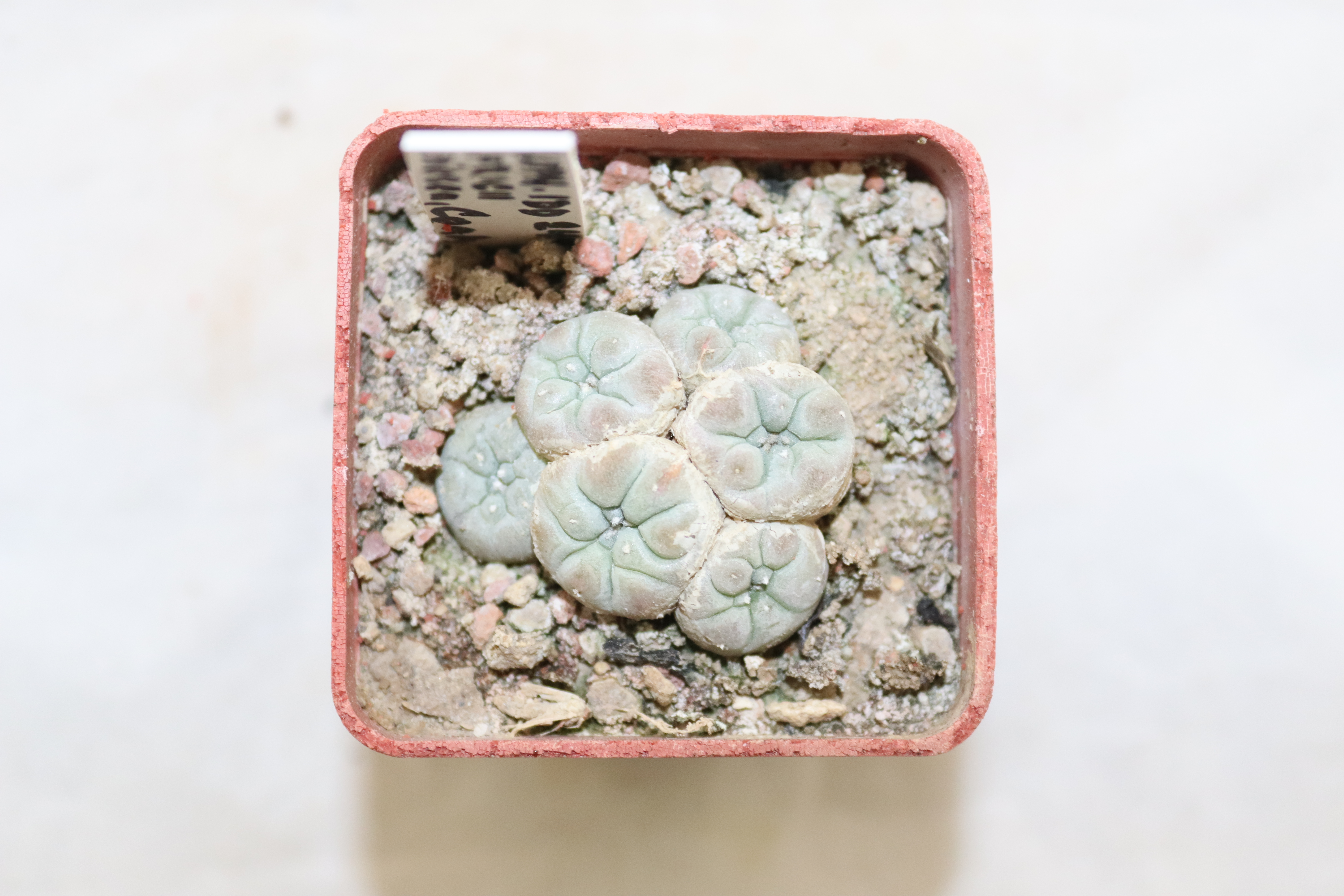 Lophophora fricii IDD 244 Viesca Multiheads  (1)