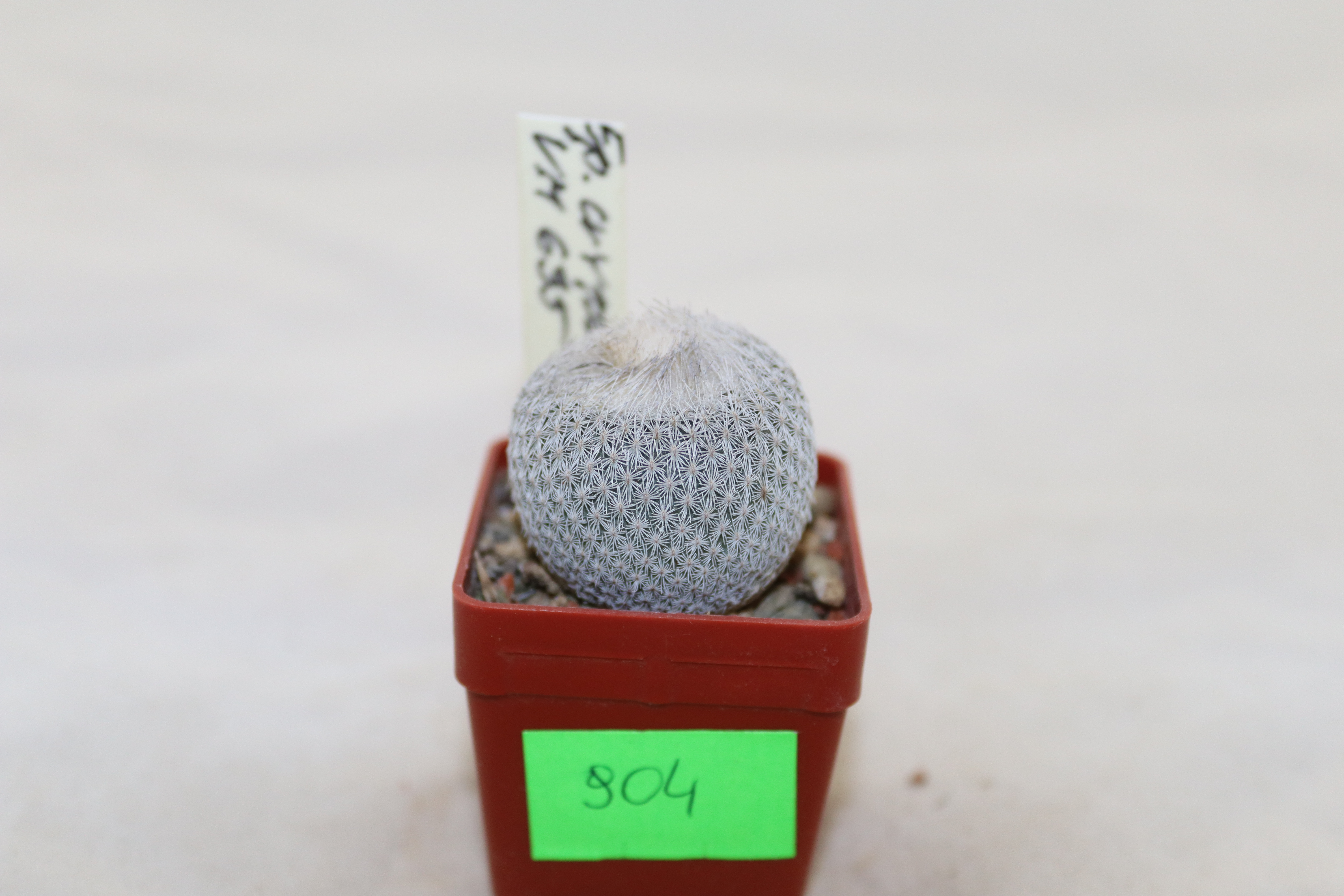 Epithelantha cryptica VM 635 (1)