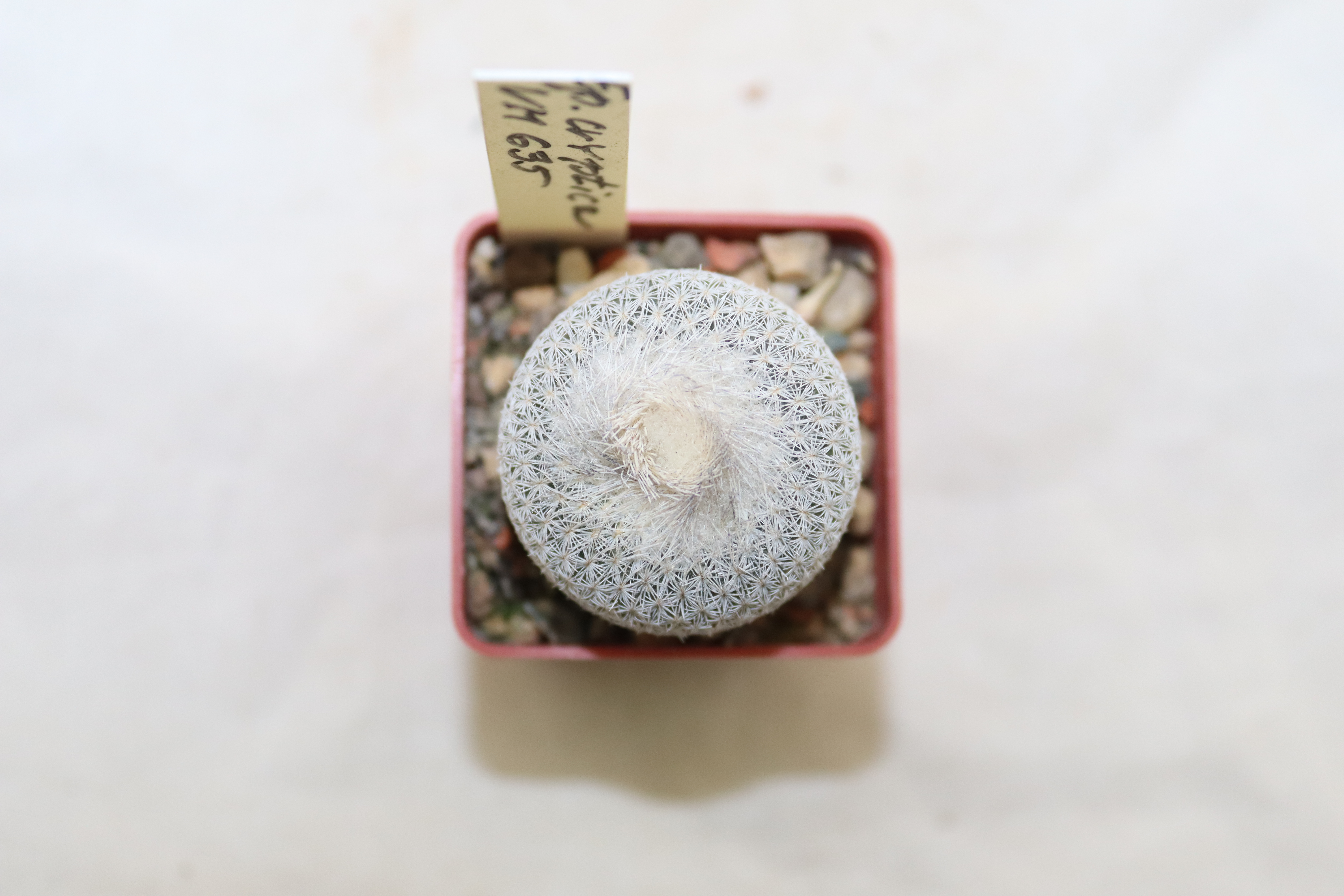 Epithelantha cryptica VM 635 (3)