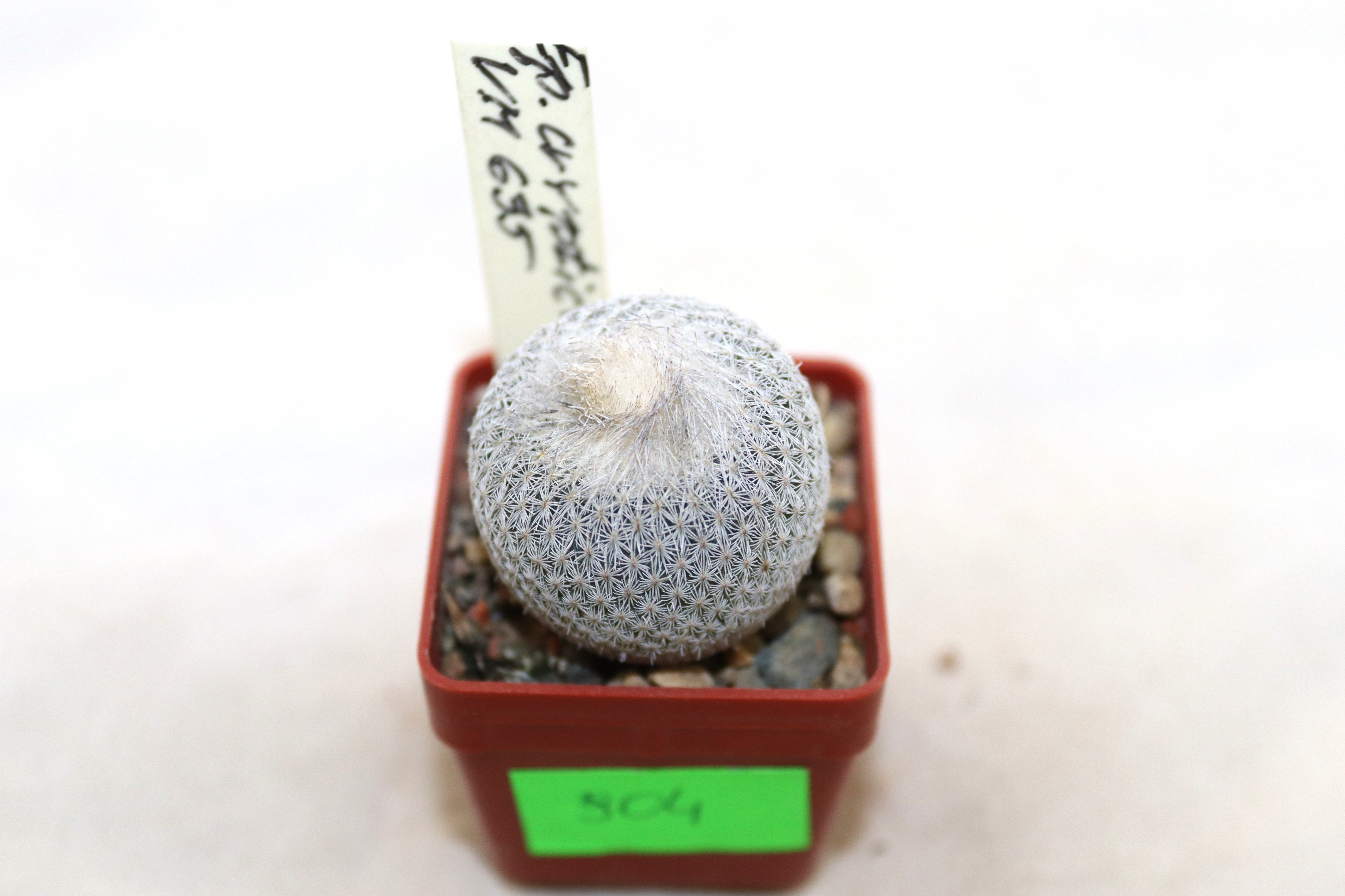 Epithelantha cryptica VM 635 (2)