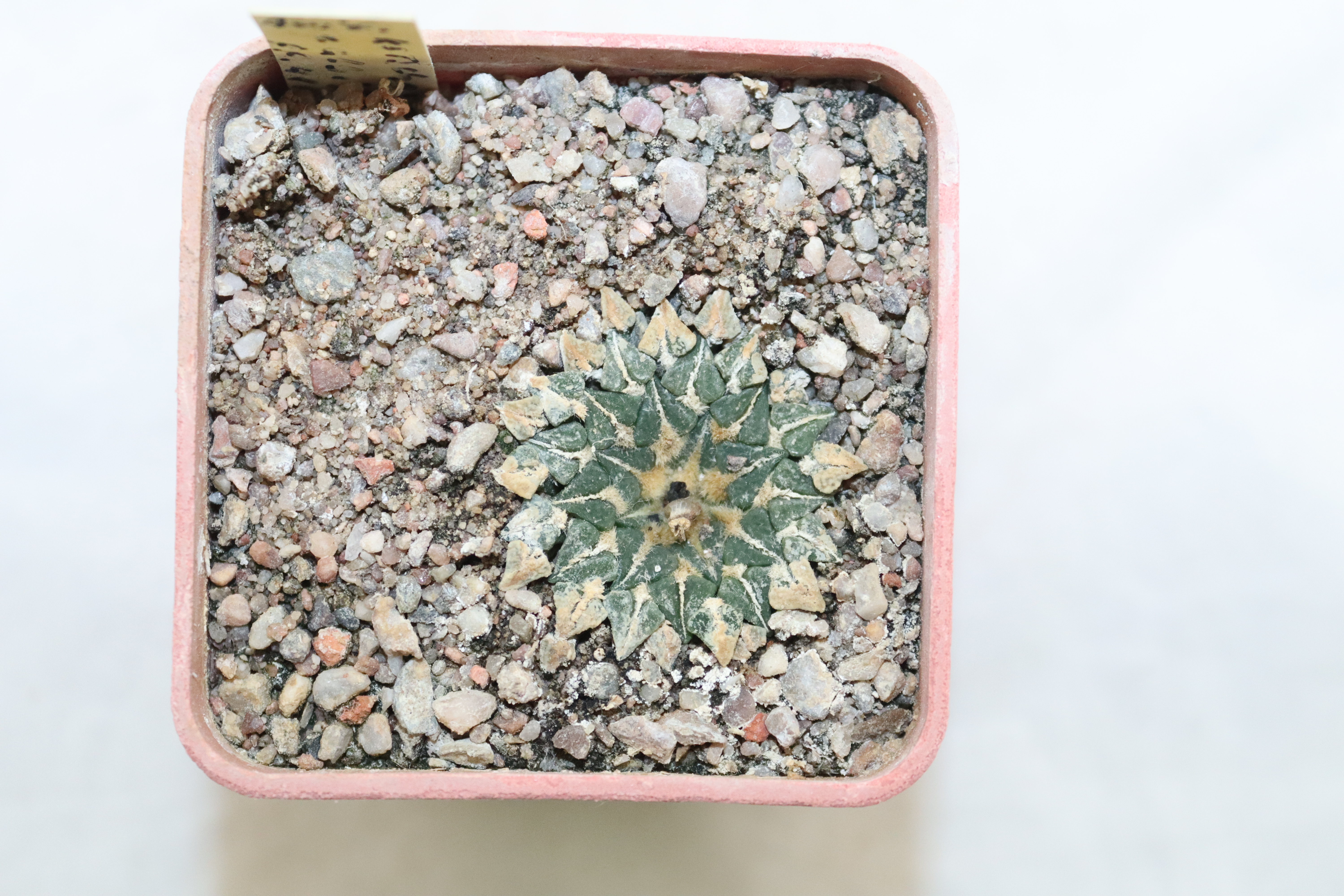 Ariocarpus kotschoubeyanus albiflorus PP 411