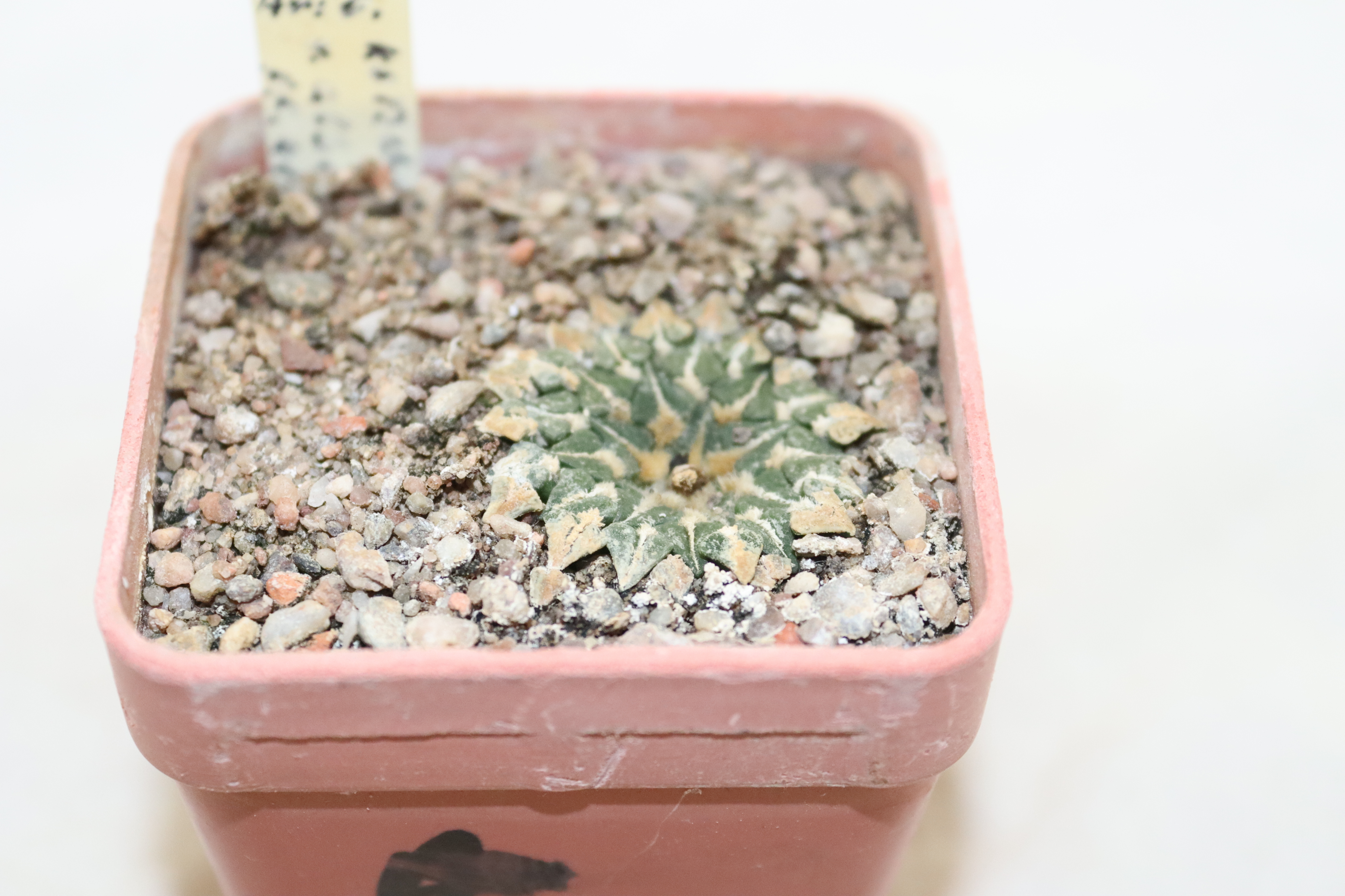 Ariocarpus kotschoubeyanus albiflorus PP 411 (3)