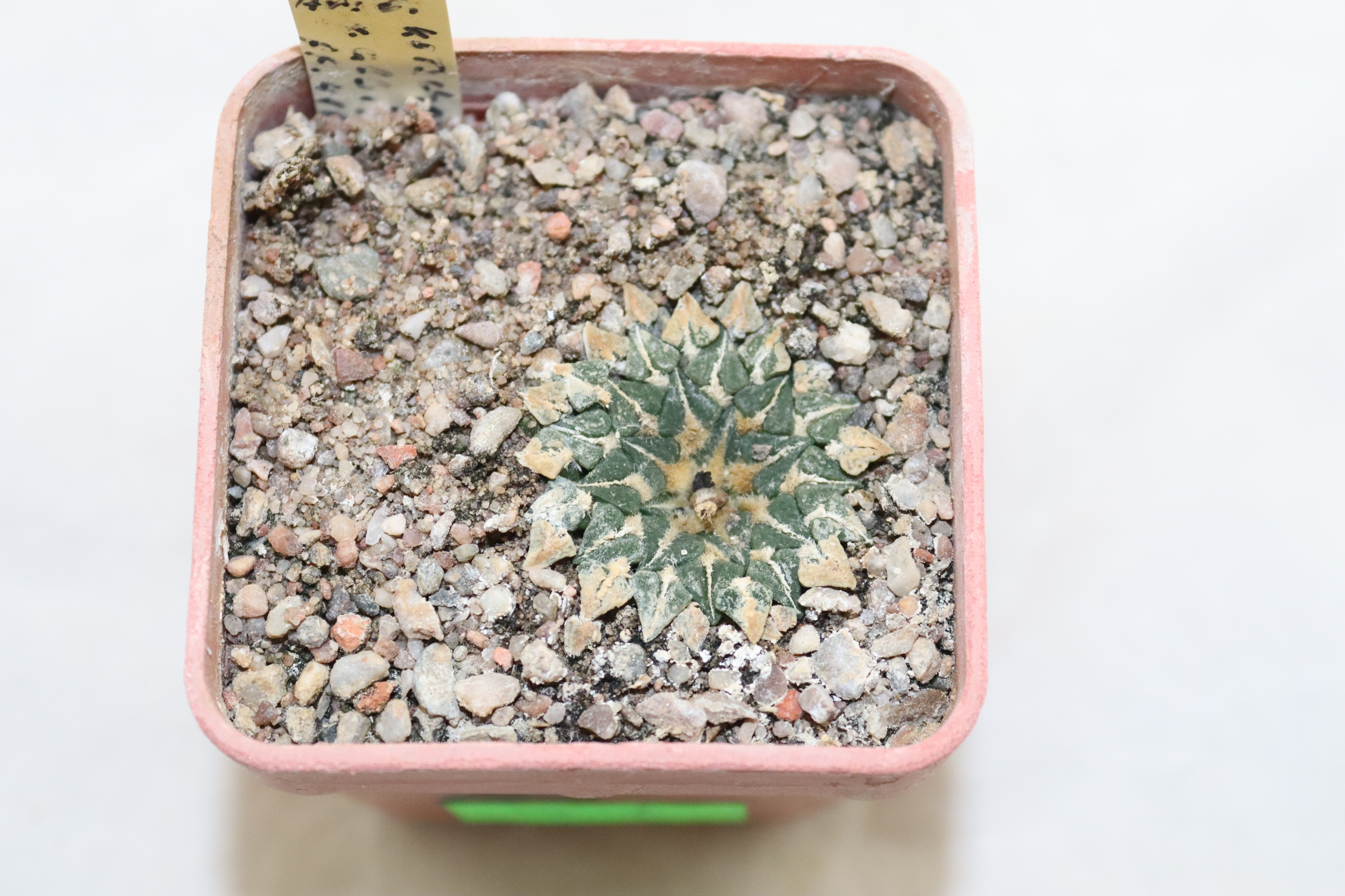 Ariocarpus kotschoubeyanus albiflorus PP 411 (2)