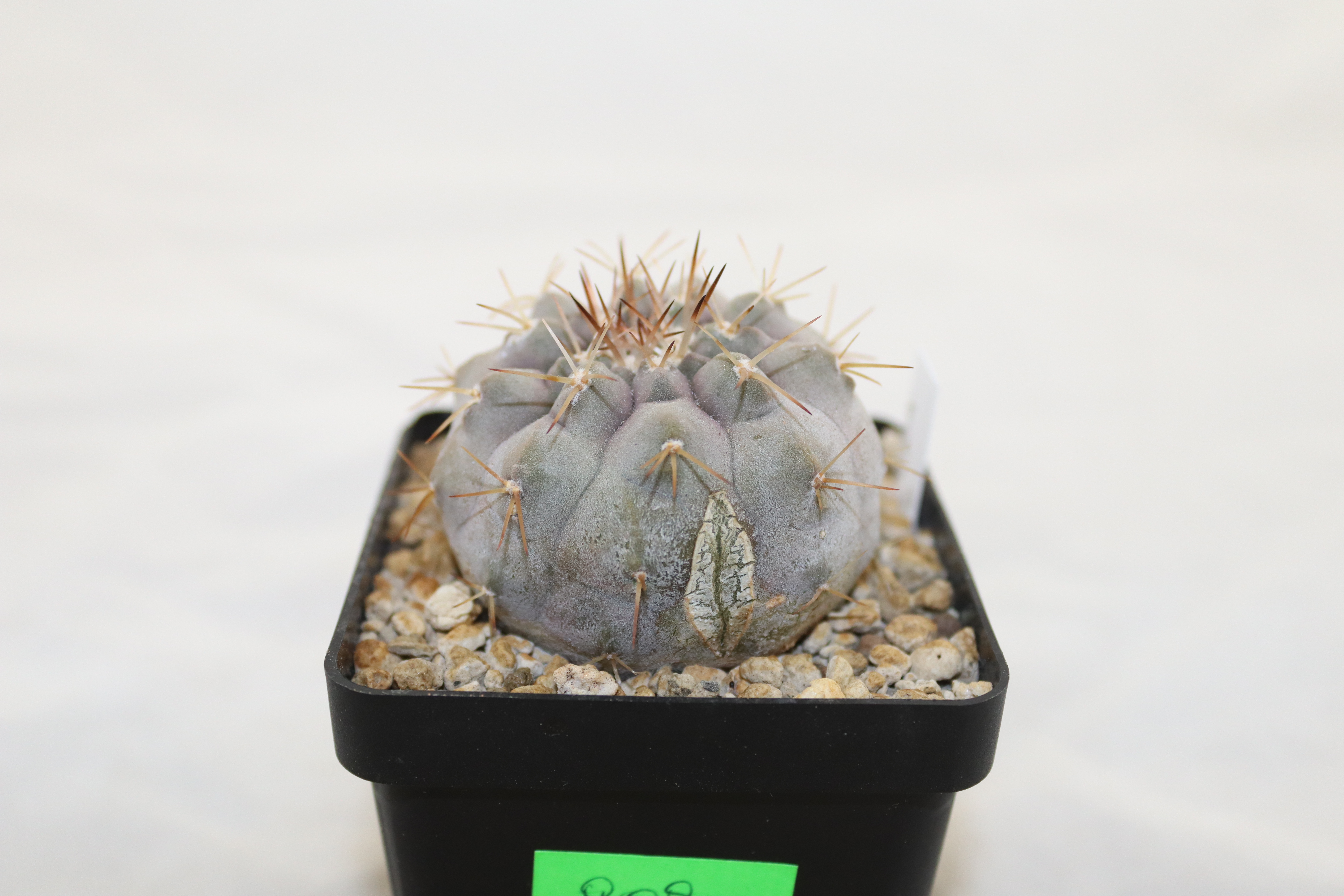 Copiapoa cinerea v albispina 