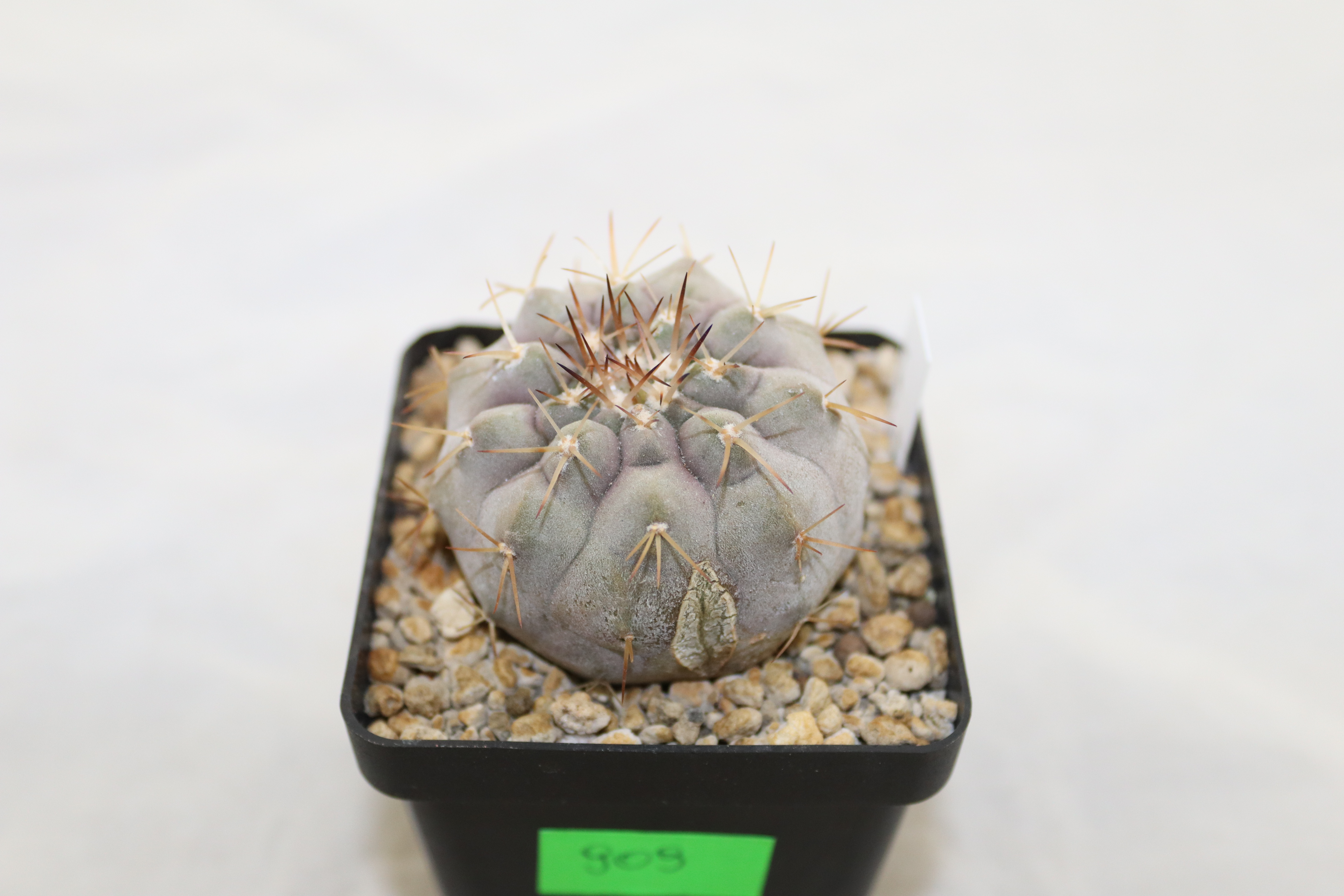 Copiapoa cinerea v albispina  (2)
