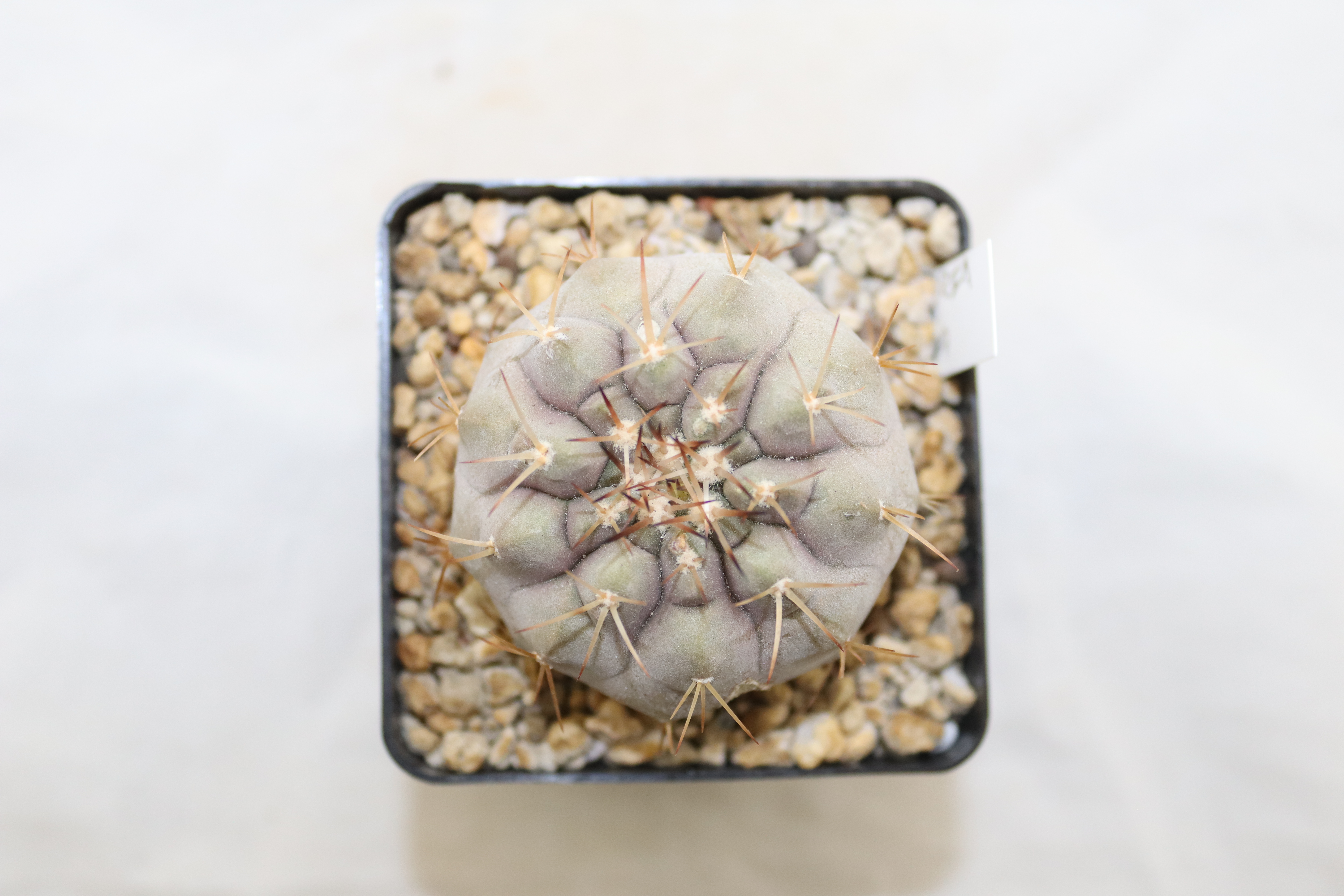 Copiapoa cinerea v albispina  (3)