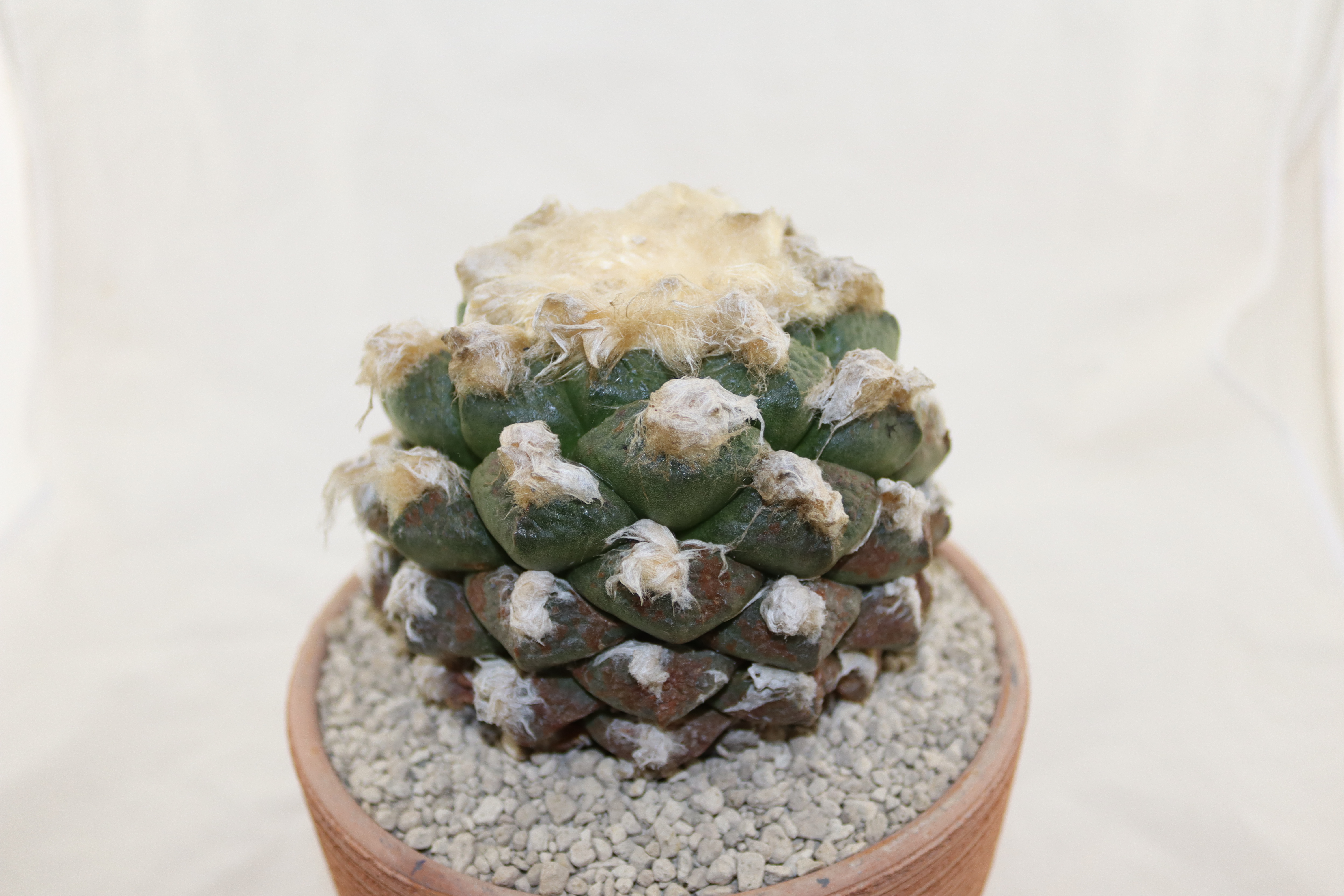 Ariocarpus lloydii 30 Years old (1)