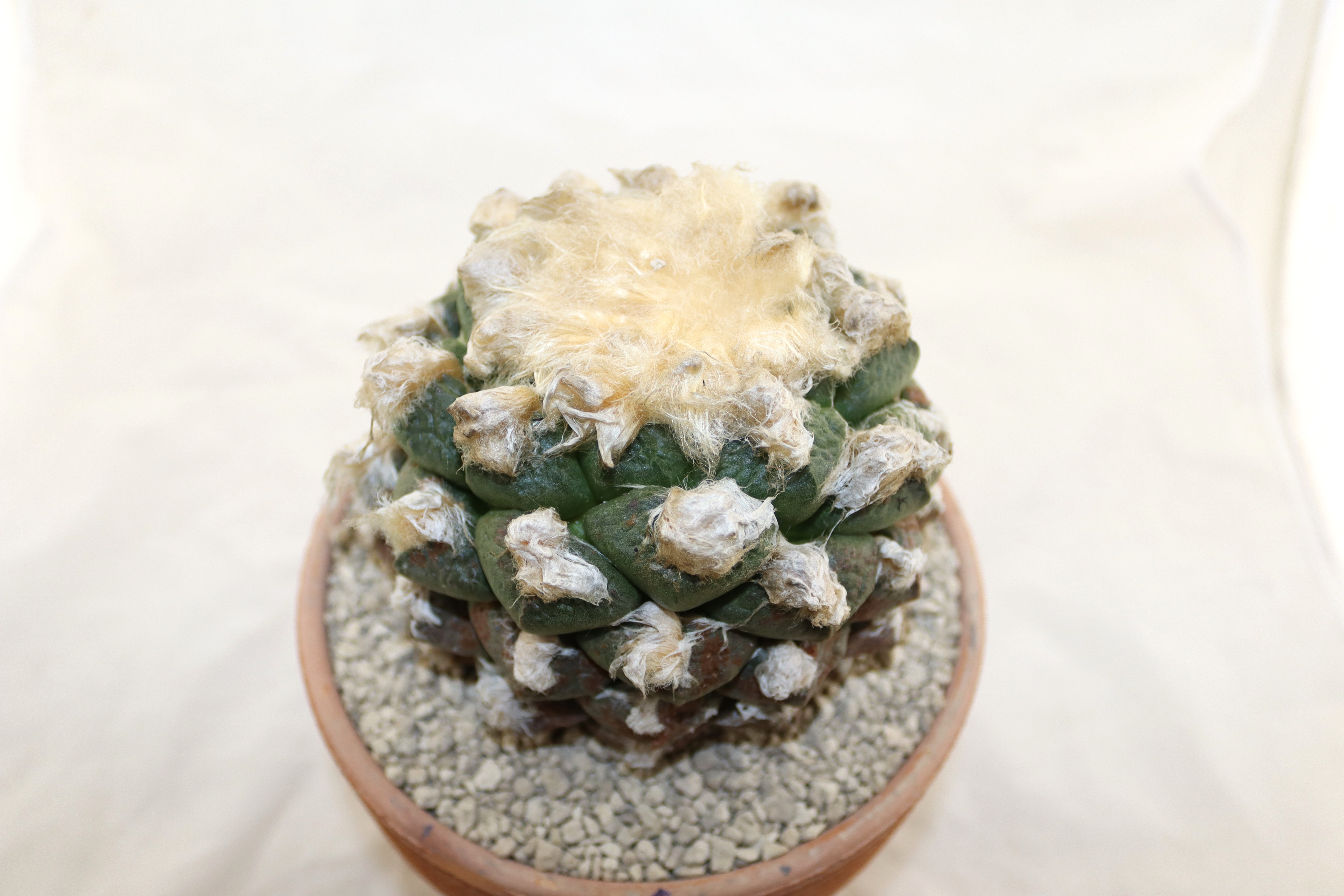 Ariocarpus lloydii 30 Years old (5)