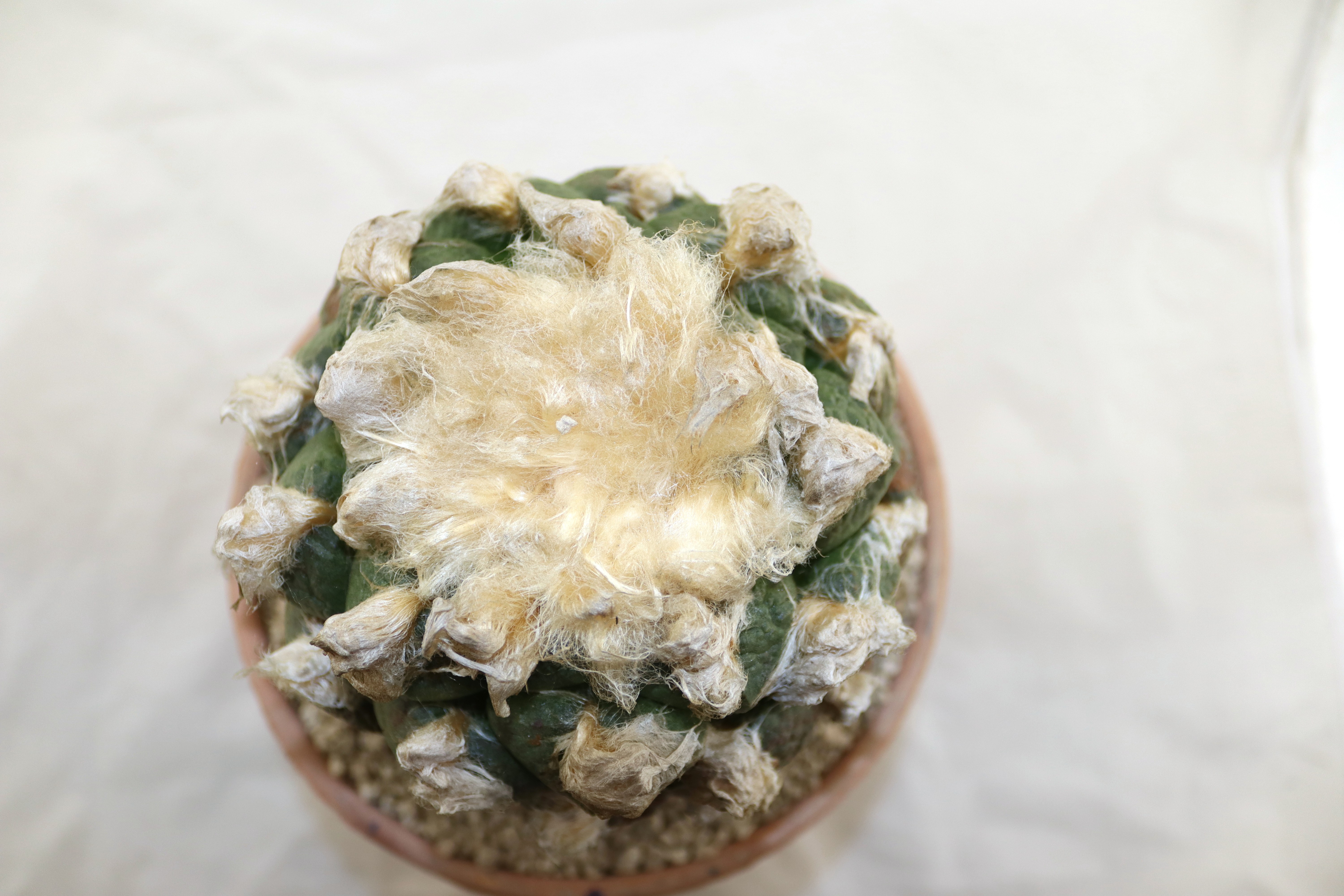 Ariocarpus lloydii 30 Years old (3)