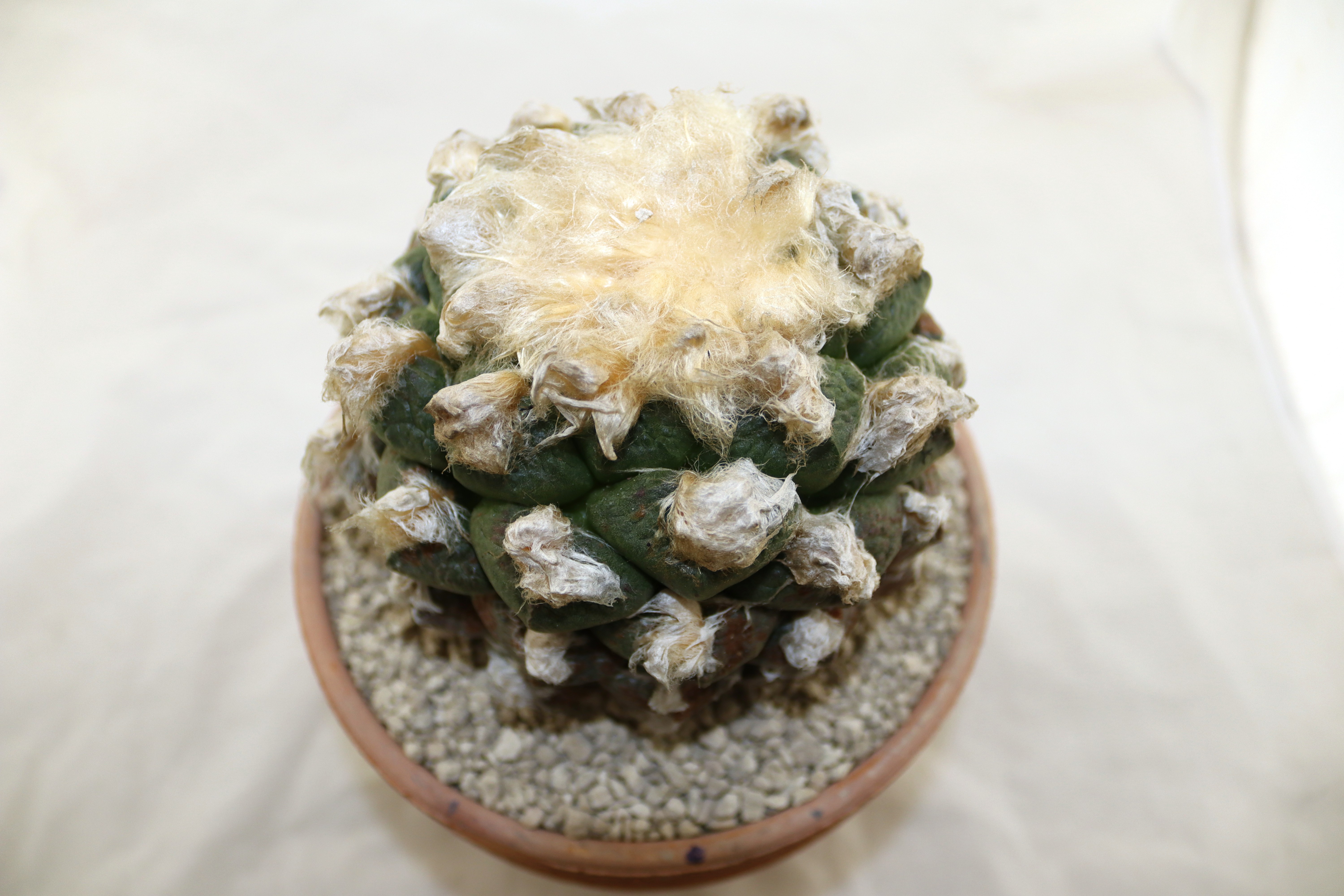 Ariocarpus lloydii 30 Years old (2)