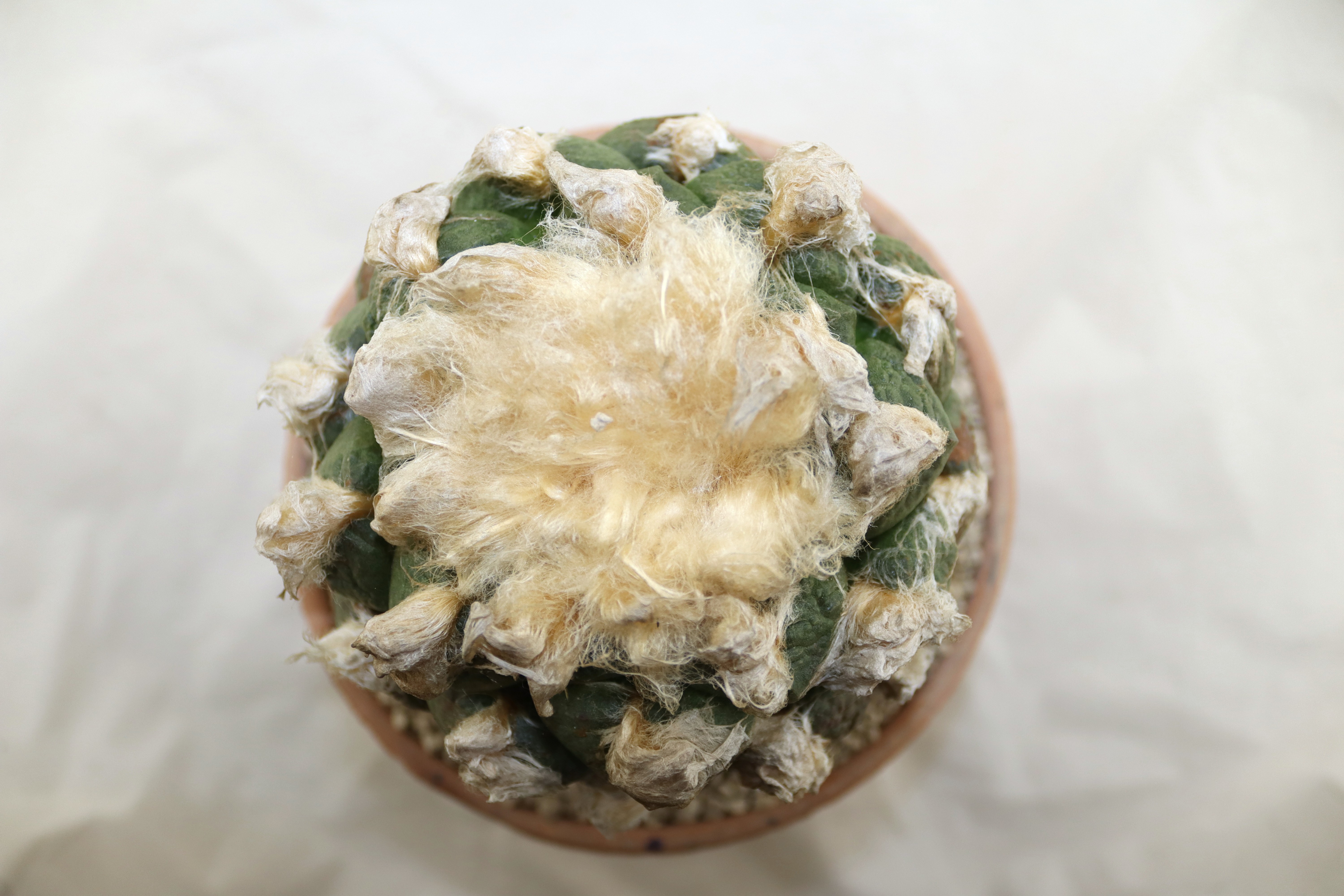 Ariocarpus lloydii 30 Years old (6)