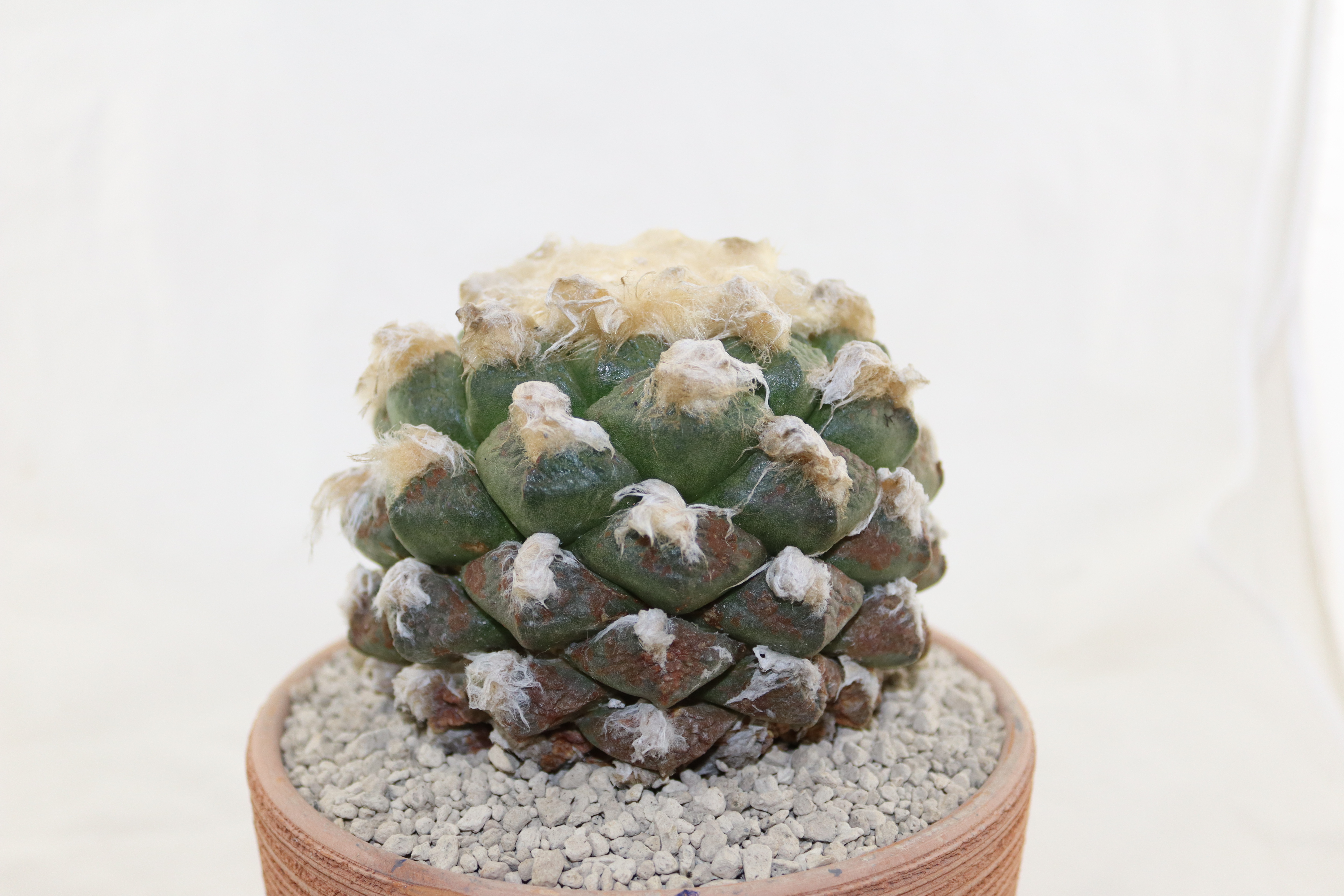 Ariocarpus lloydii 30 Years old (4)