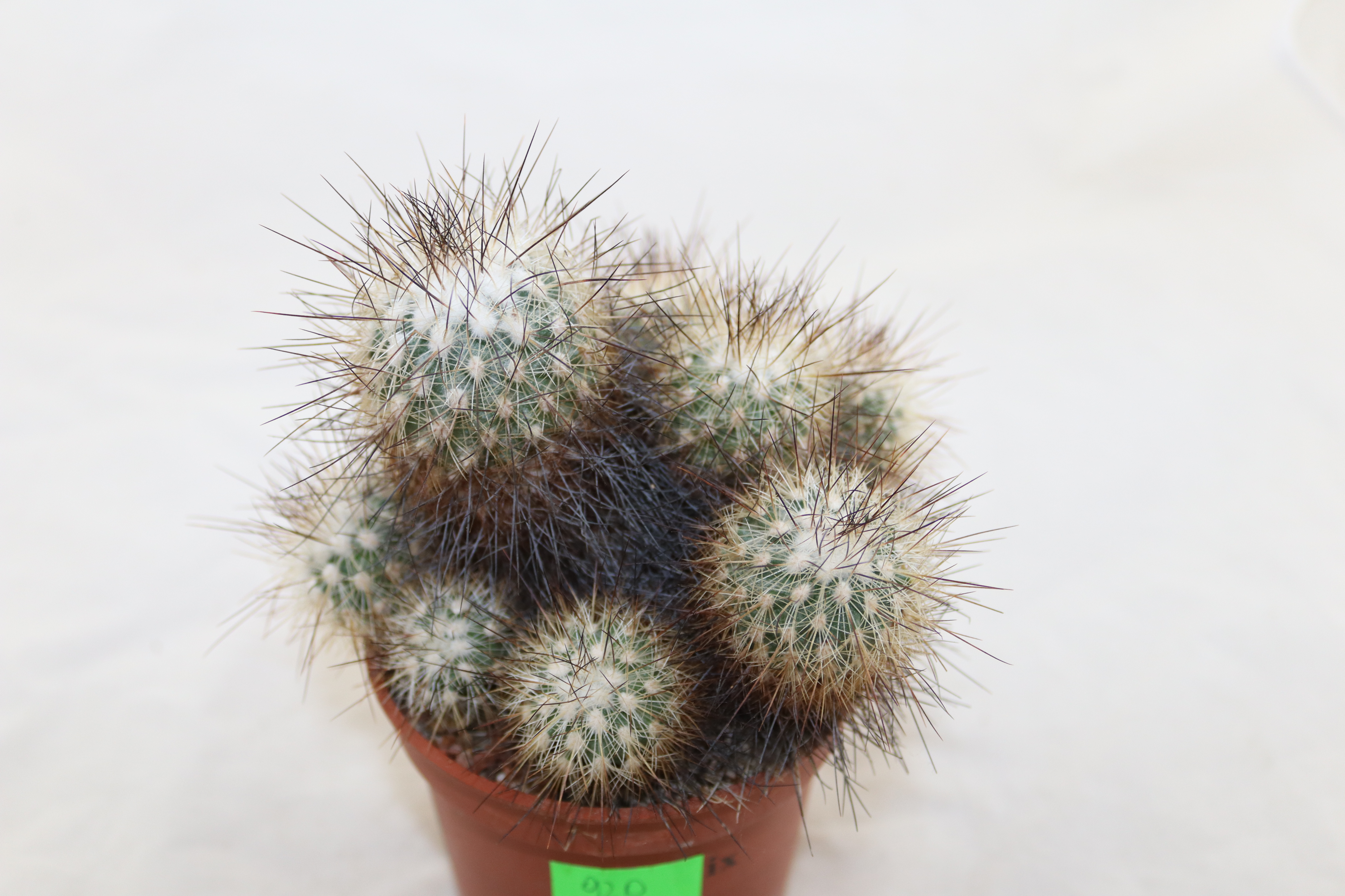 Turbinicarpus viereckii BIG