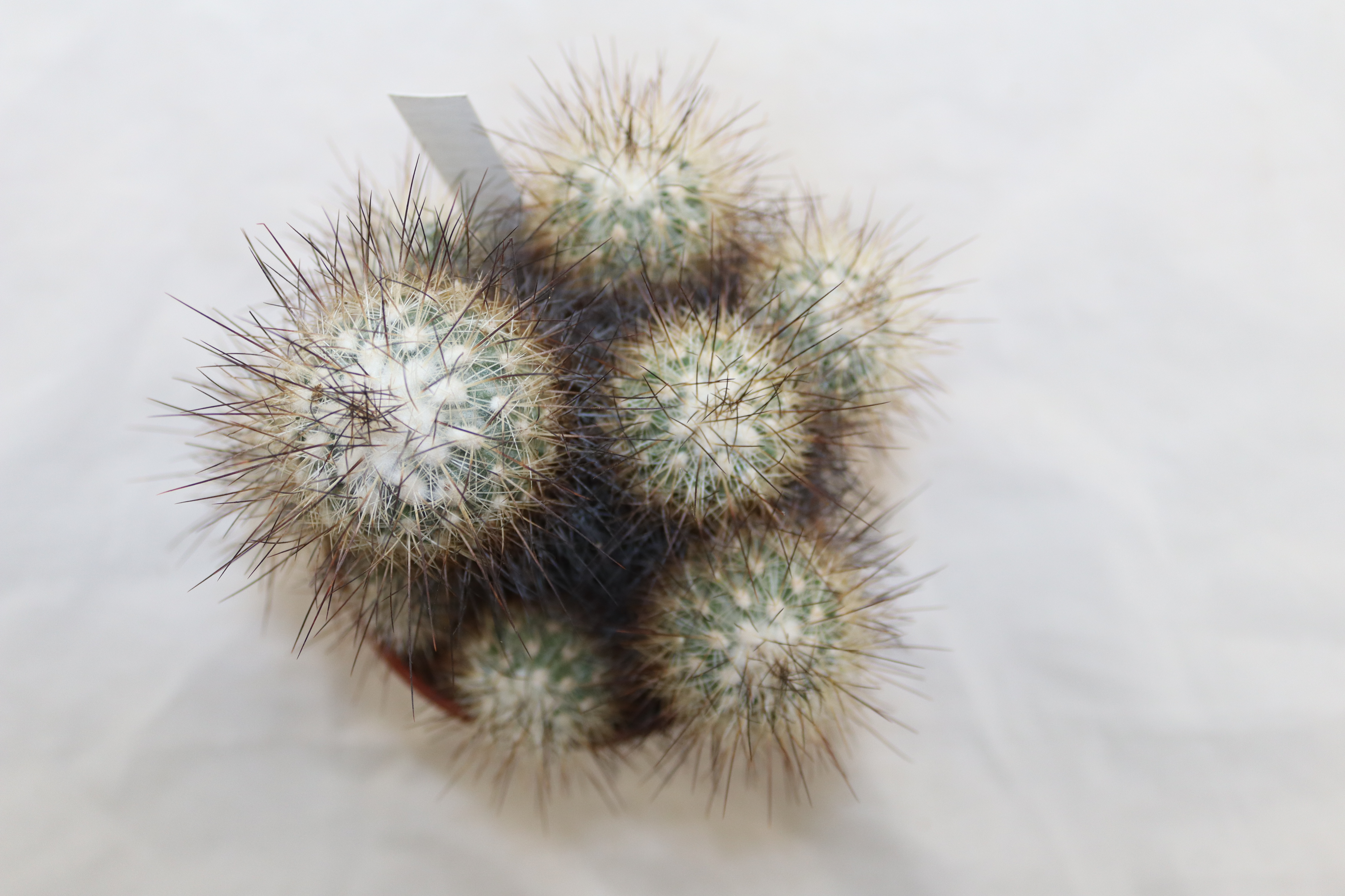 Turbinicarpus viereckii BIG (4)