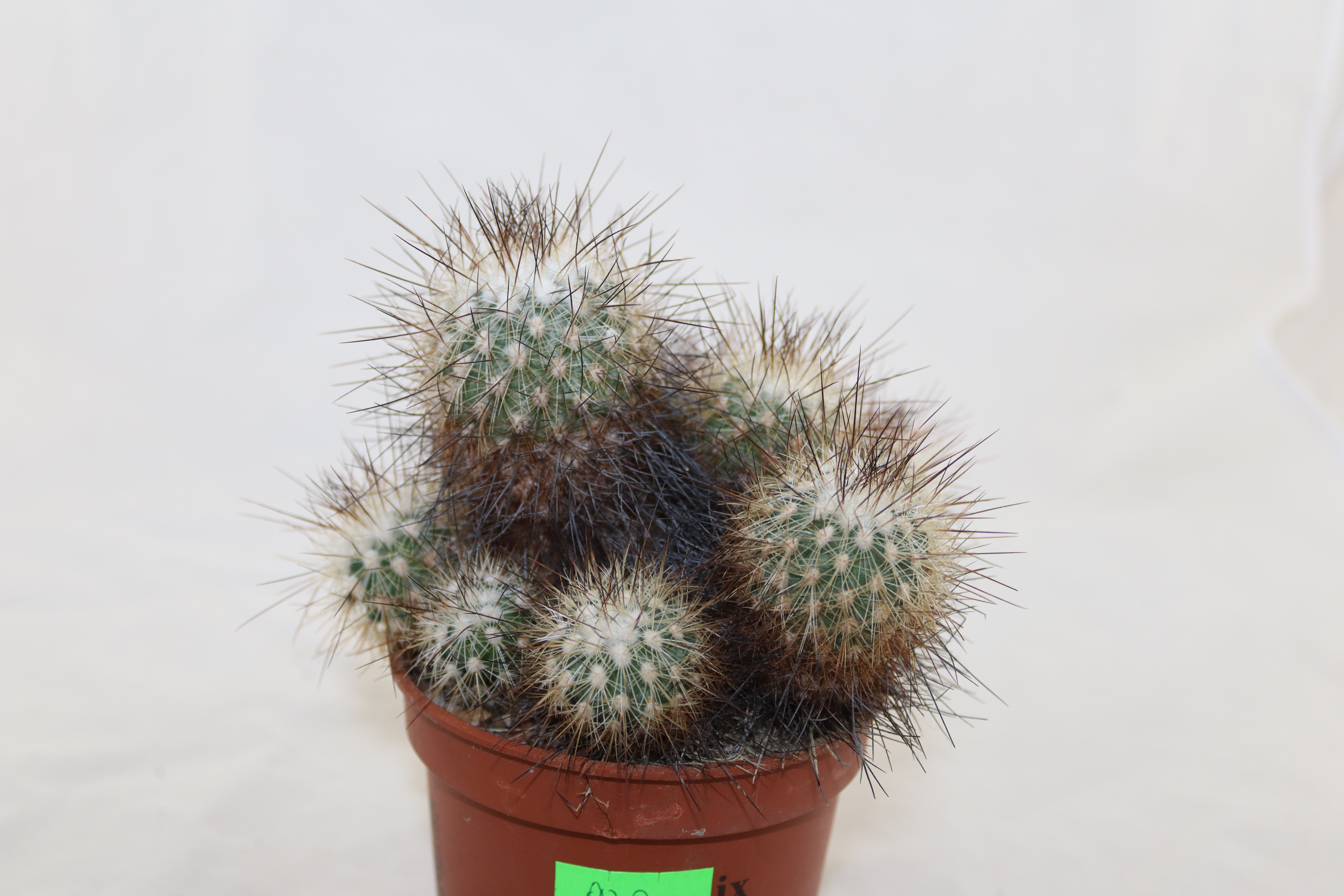 Turbinicarpus viereckii BIG (3)