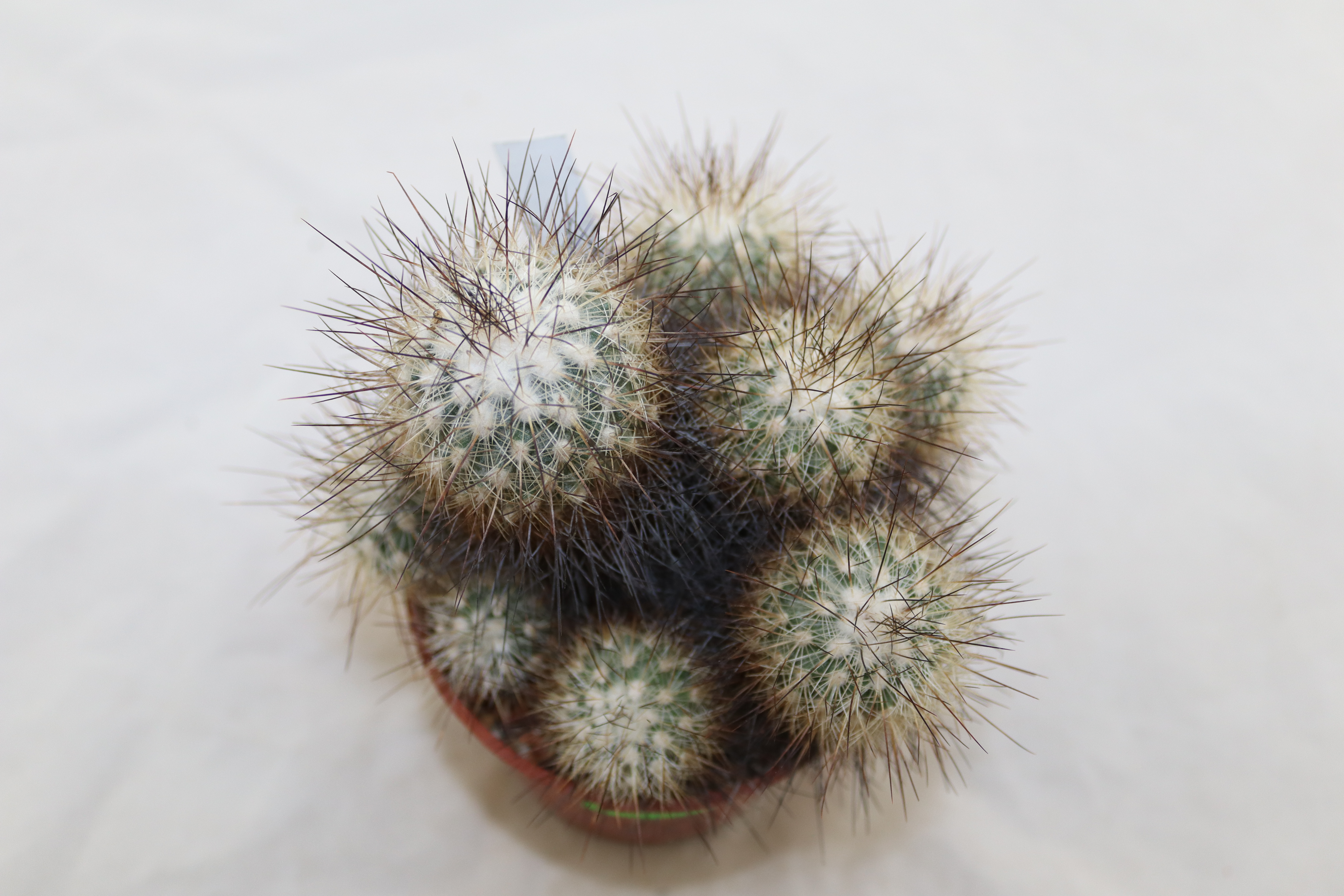 Turbinicarpus viereckii BIG (2)