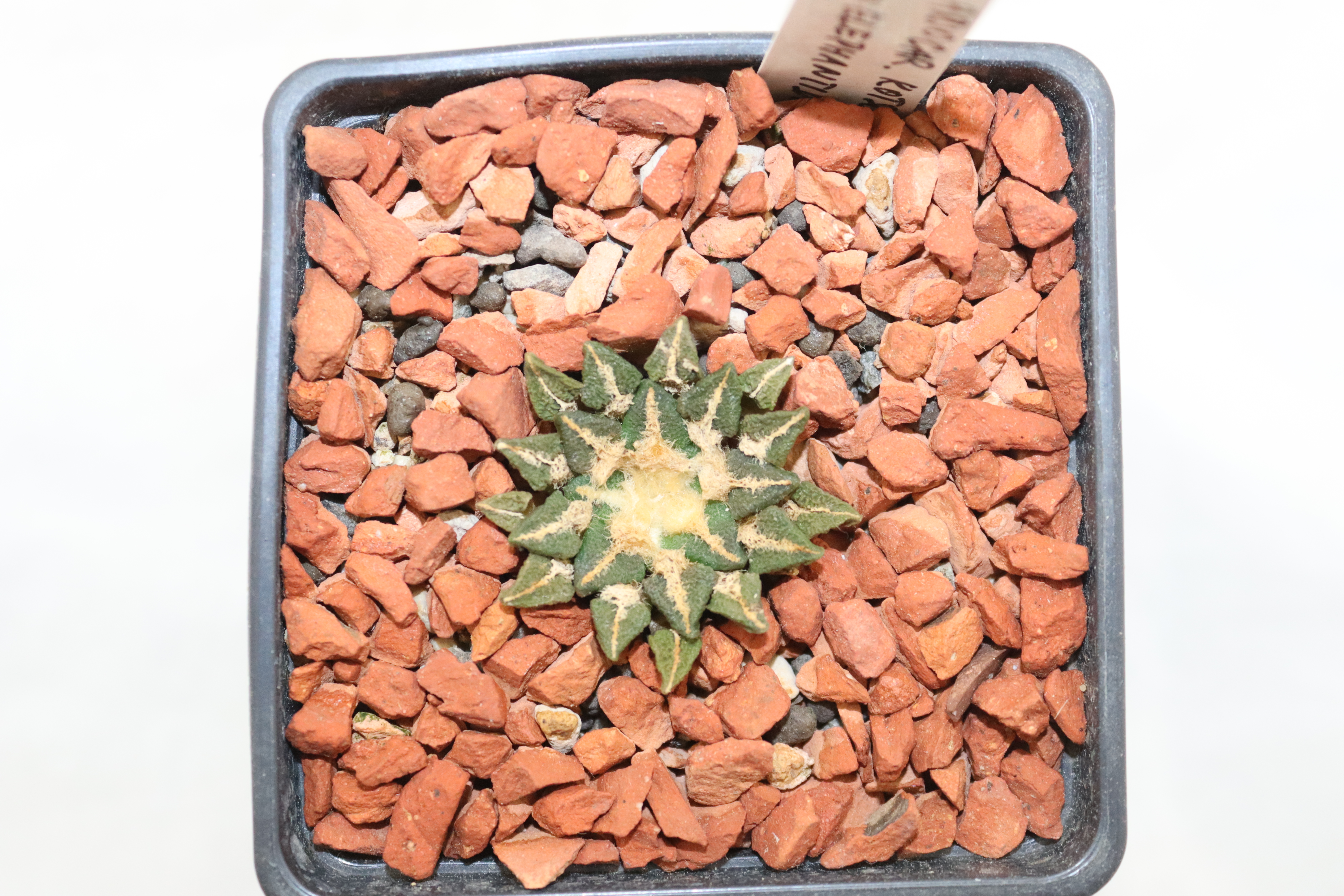 Ariocarpus kotschoubeyanus elephantidens PP 1365