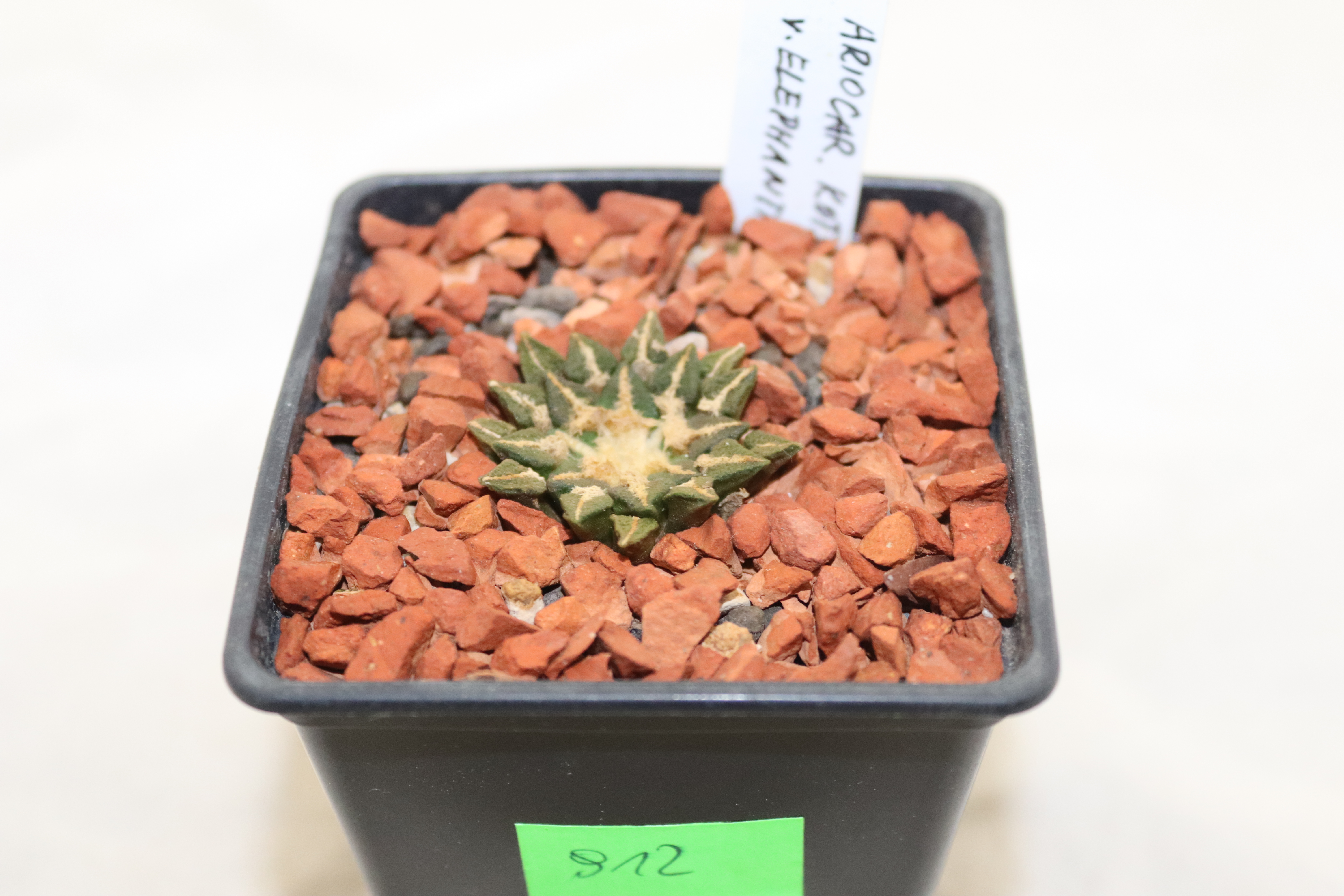 Ariocarpus kotschoubeyanus elephantidens PP 1365 (3)