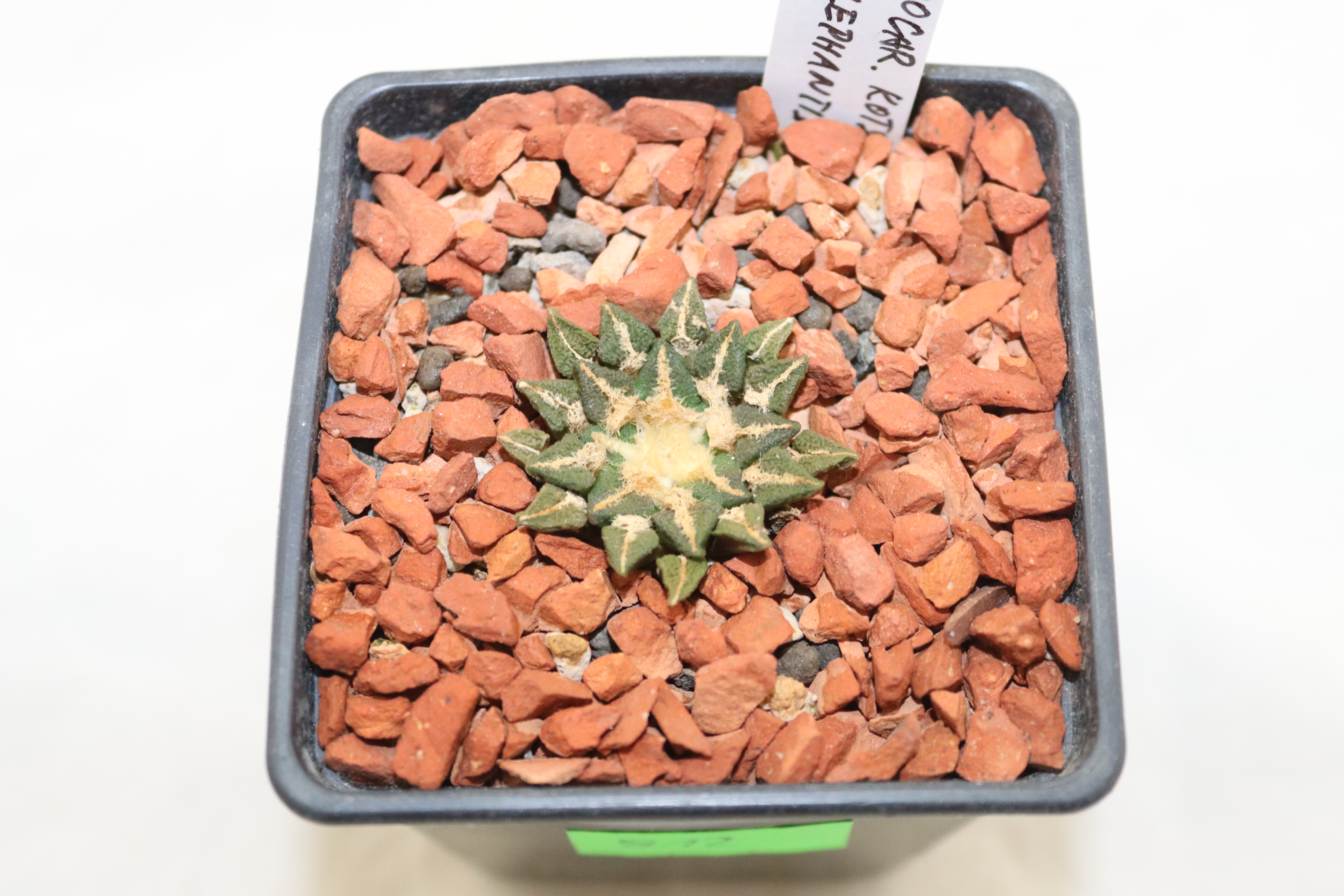 Ariocarpus kotschoubeyanus elephantidens PP 1365 (2)