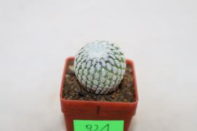 Turbinicarpus pseudopectinatus albiflorus 