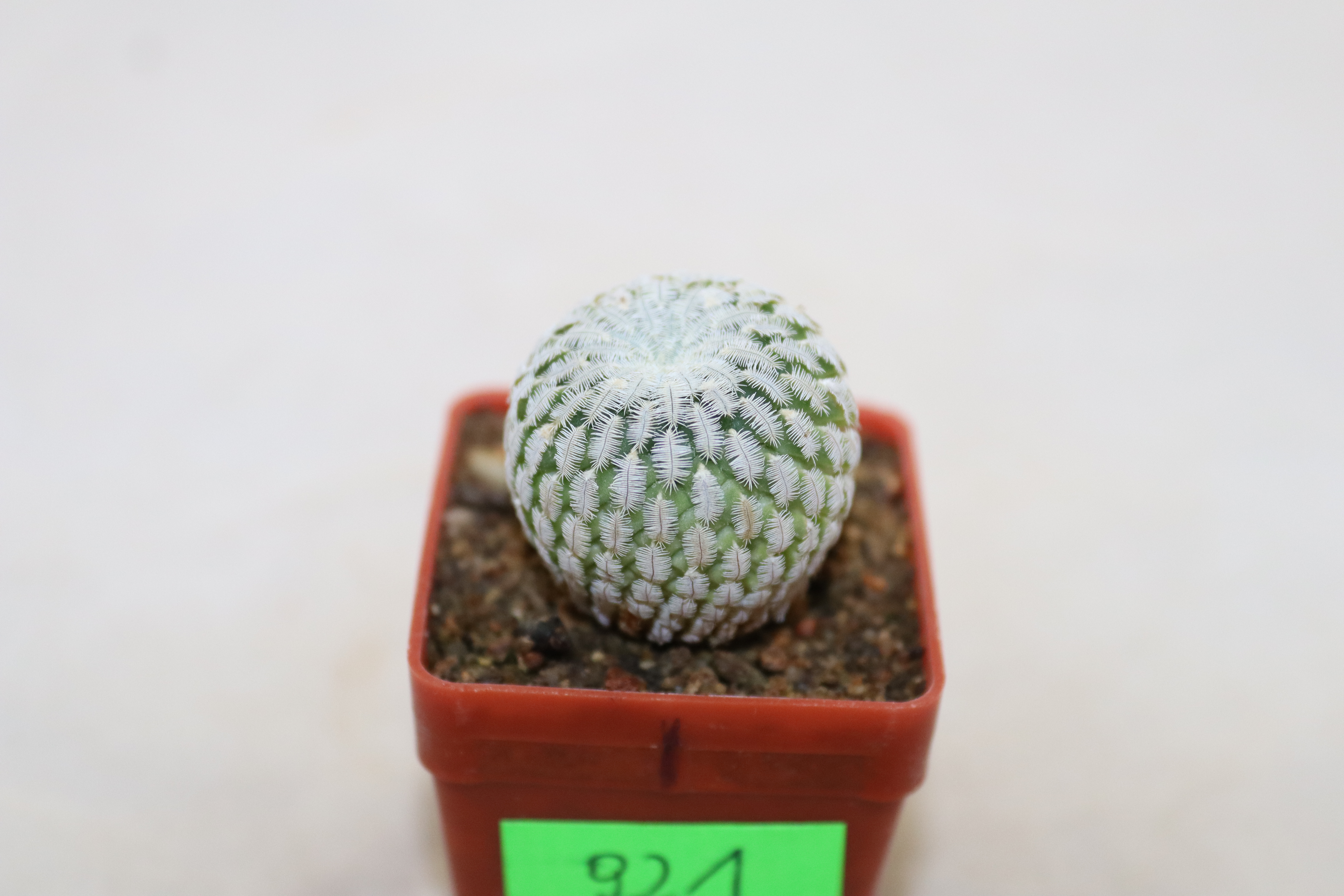 Turbinicarpus pseudopectinatus albiflorus  (1)