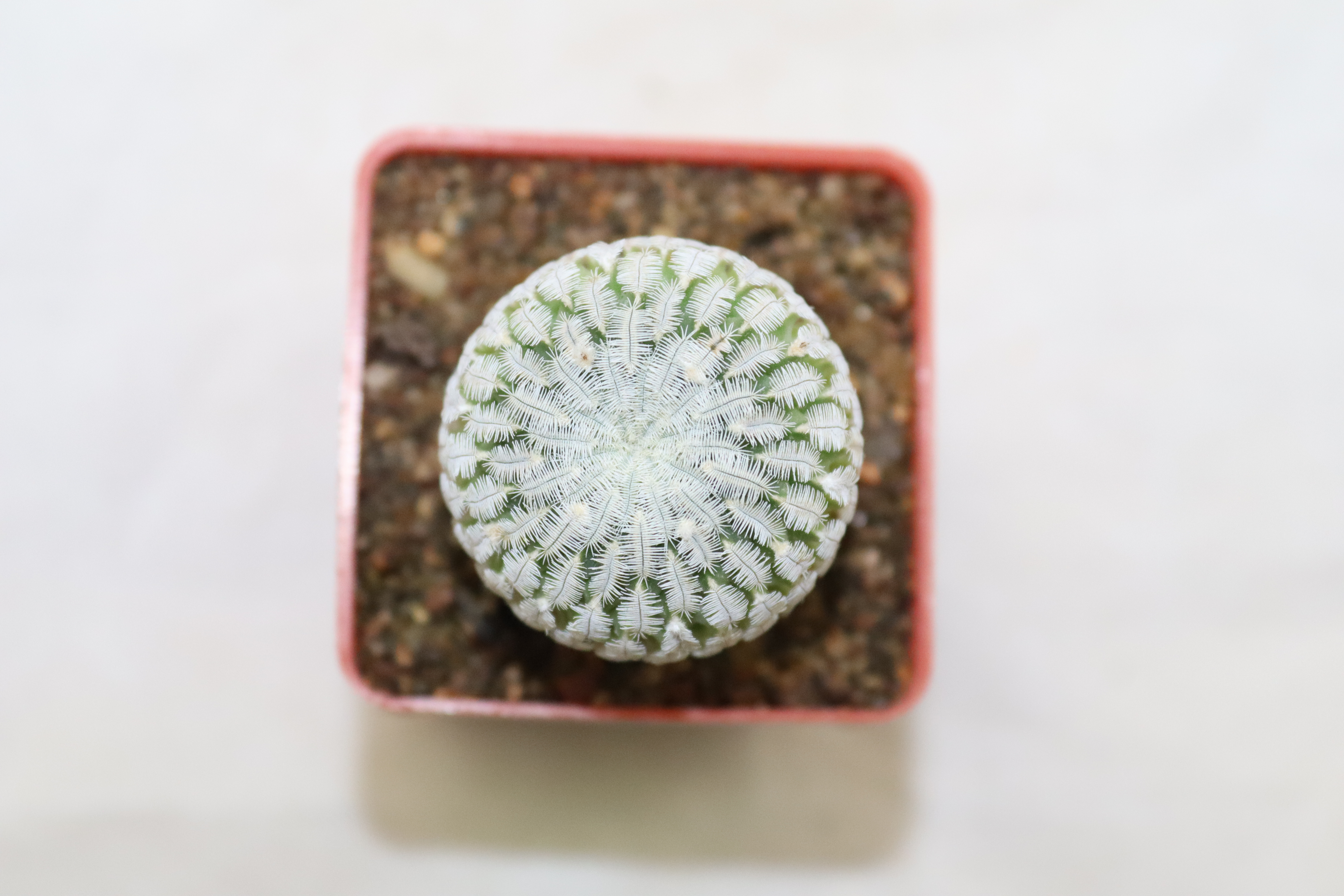 Turbinicarpus pseudopectinatus albiflorus  (3)