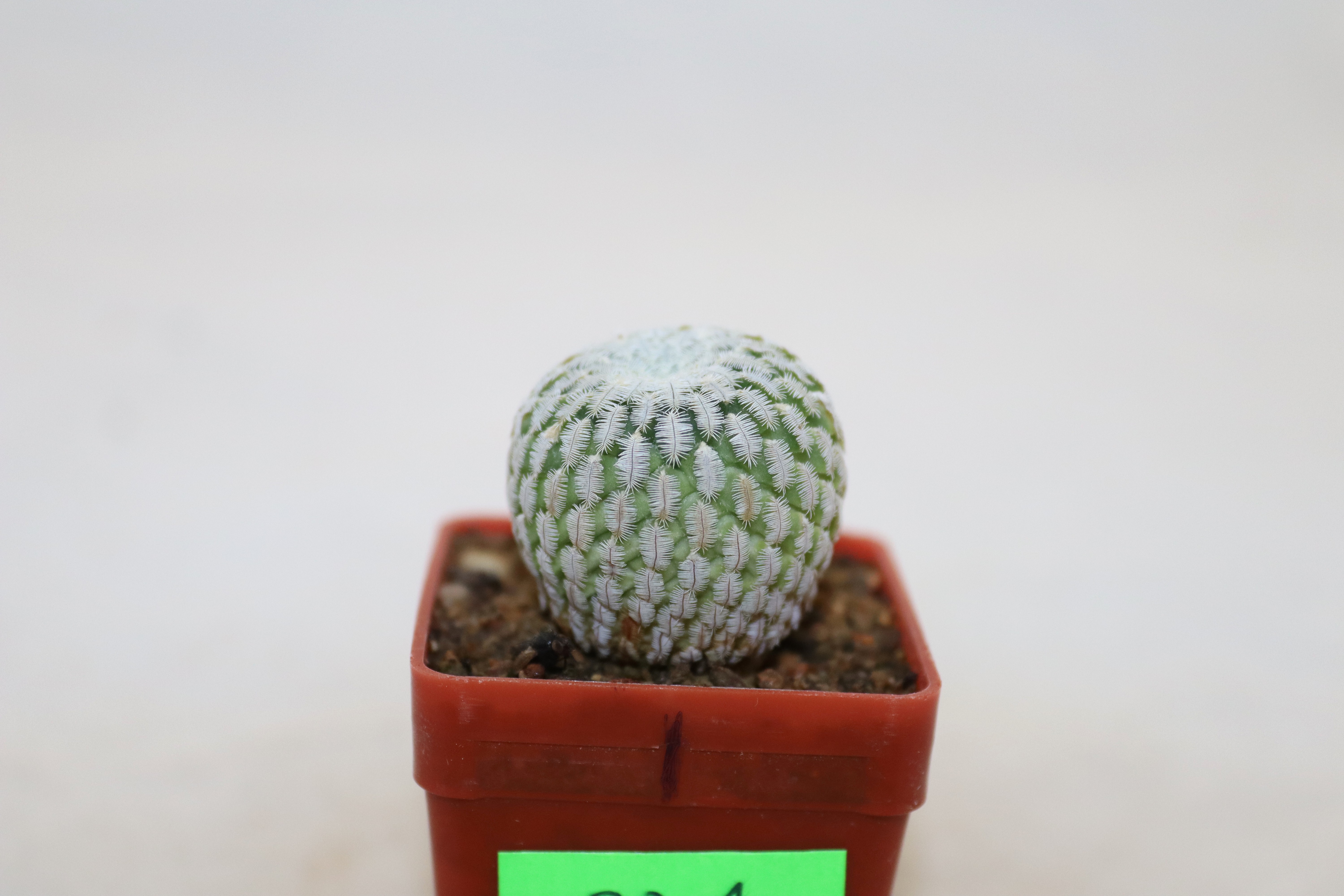 Turbinicarpus pseudopectinatus albiflorus  (2)