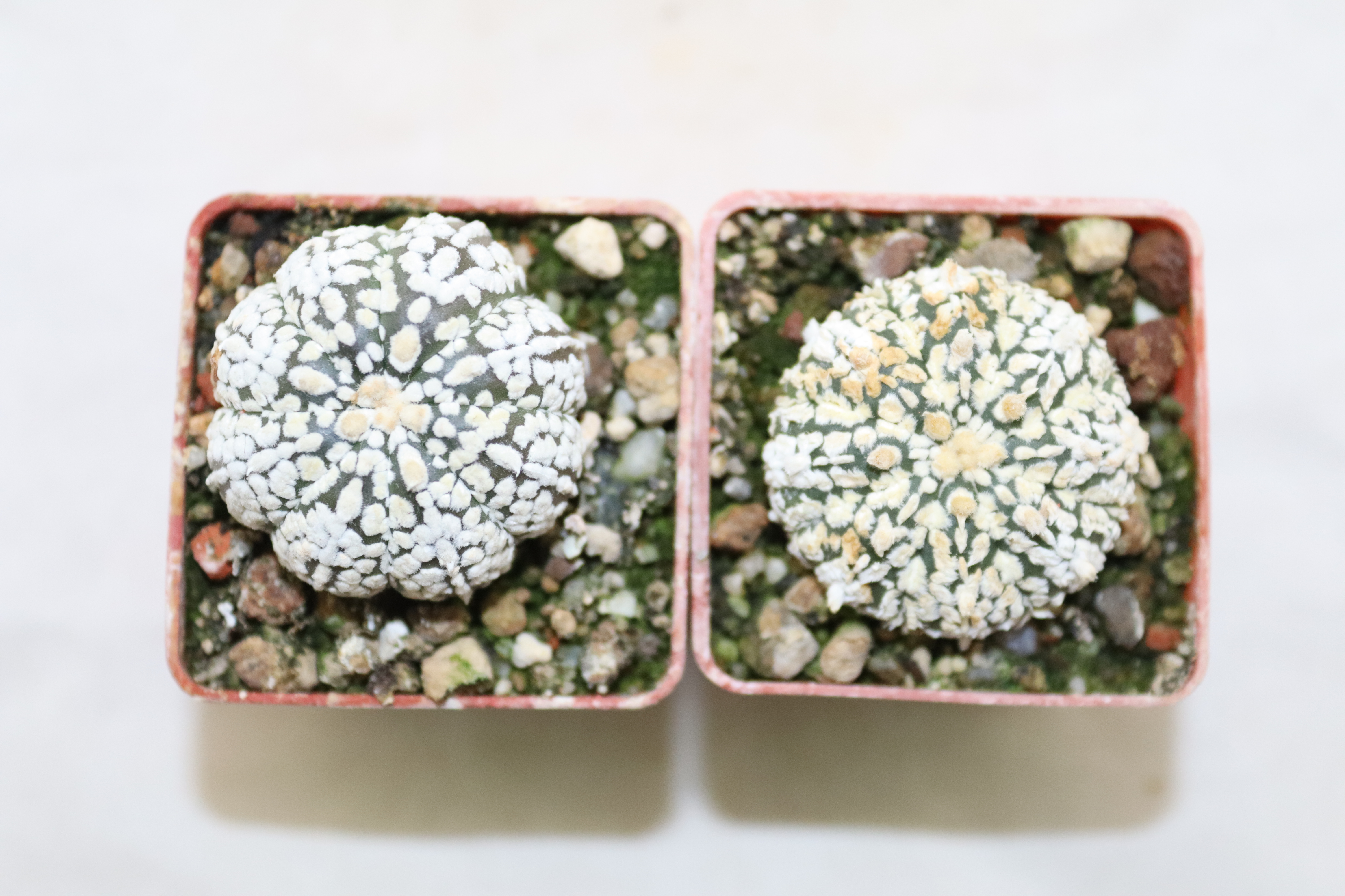 Astrophytum asterias superkabuto Snow x2 plants 