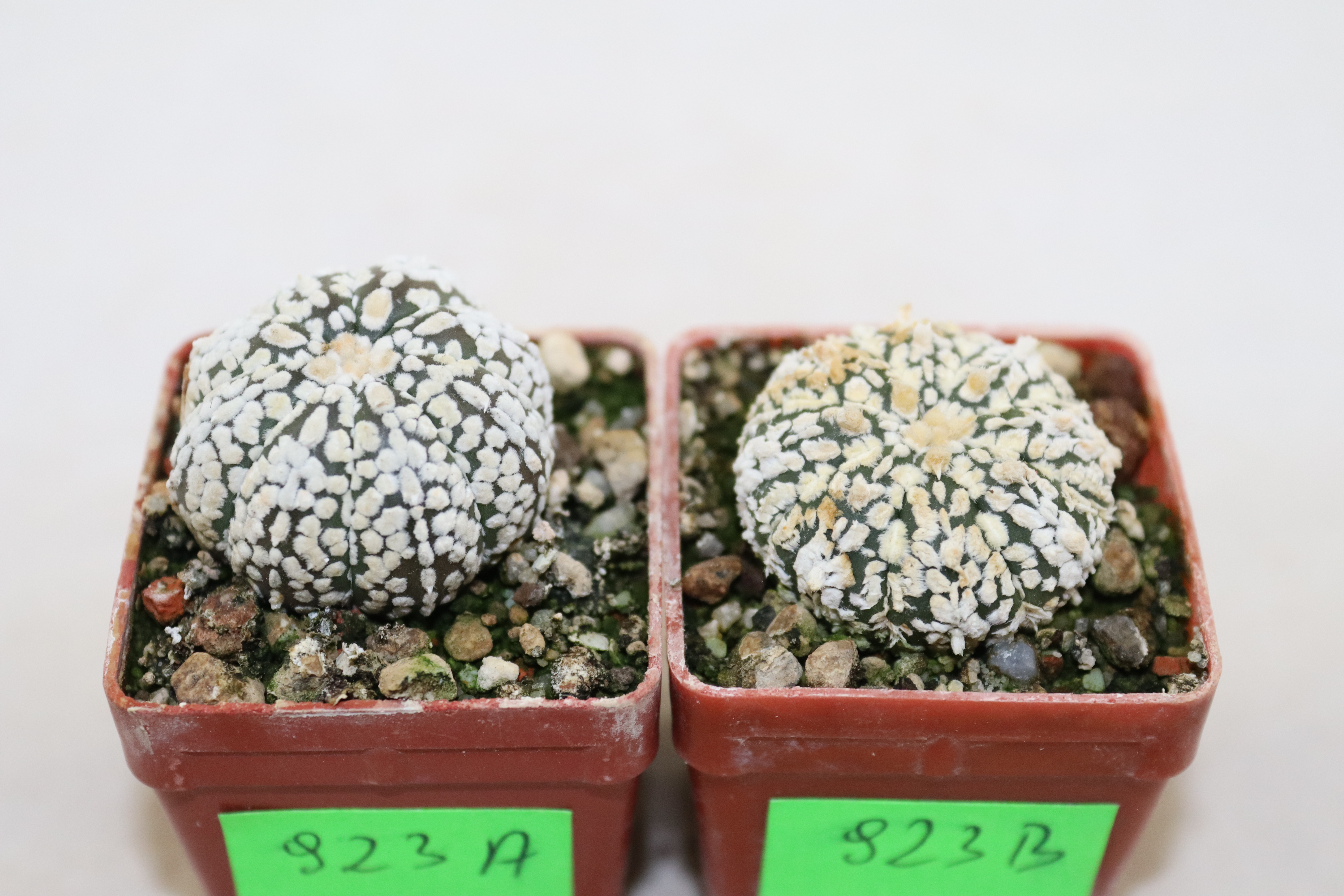 Astrophytum asterias superkabuto Snow x2 plants  (3)