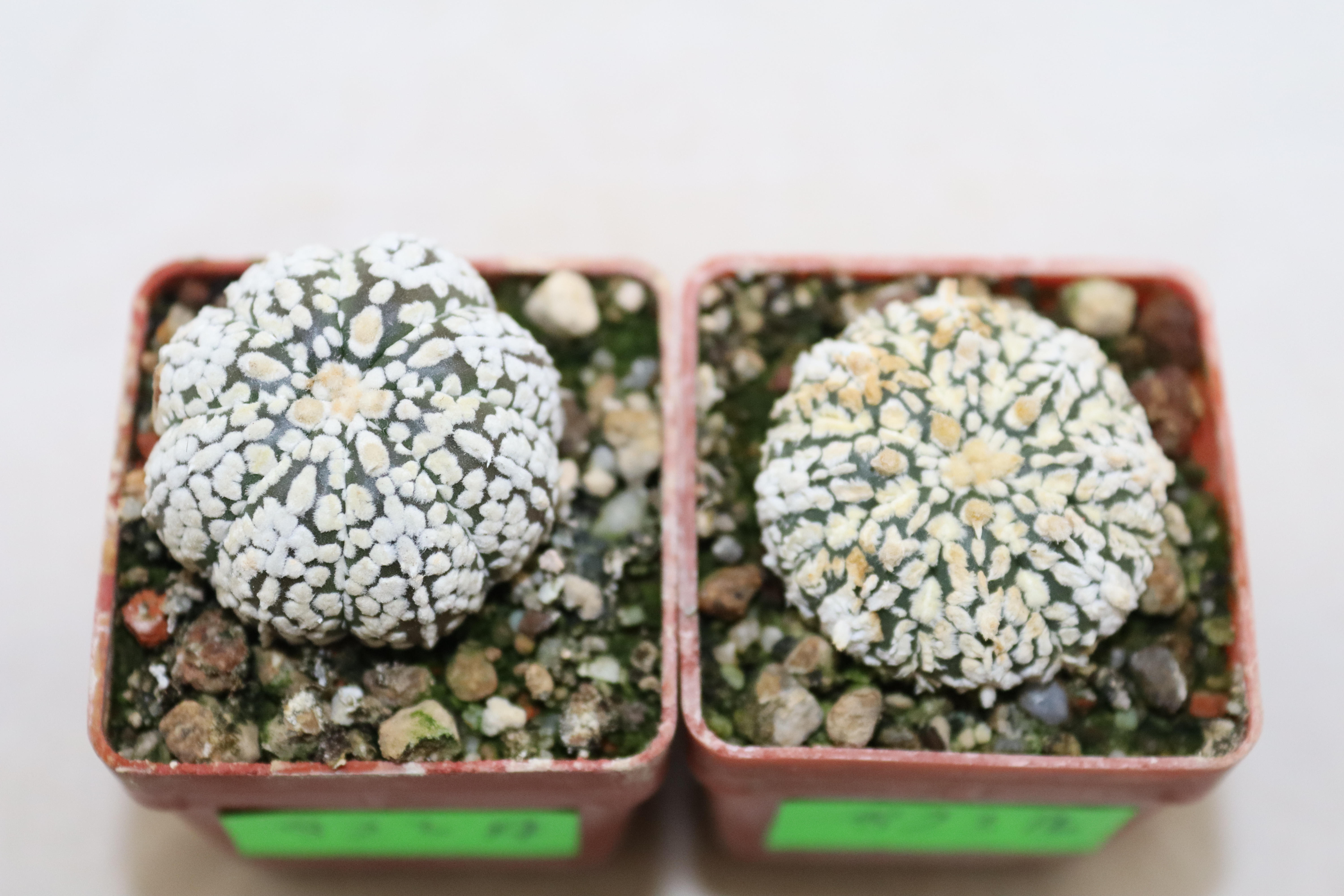 Astrophytum asterias superkabuto Snow x2 plants  (2)