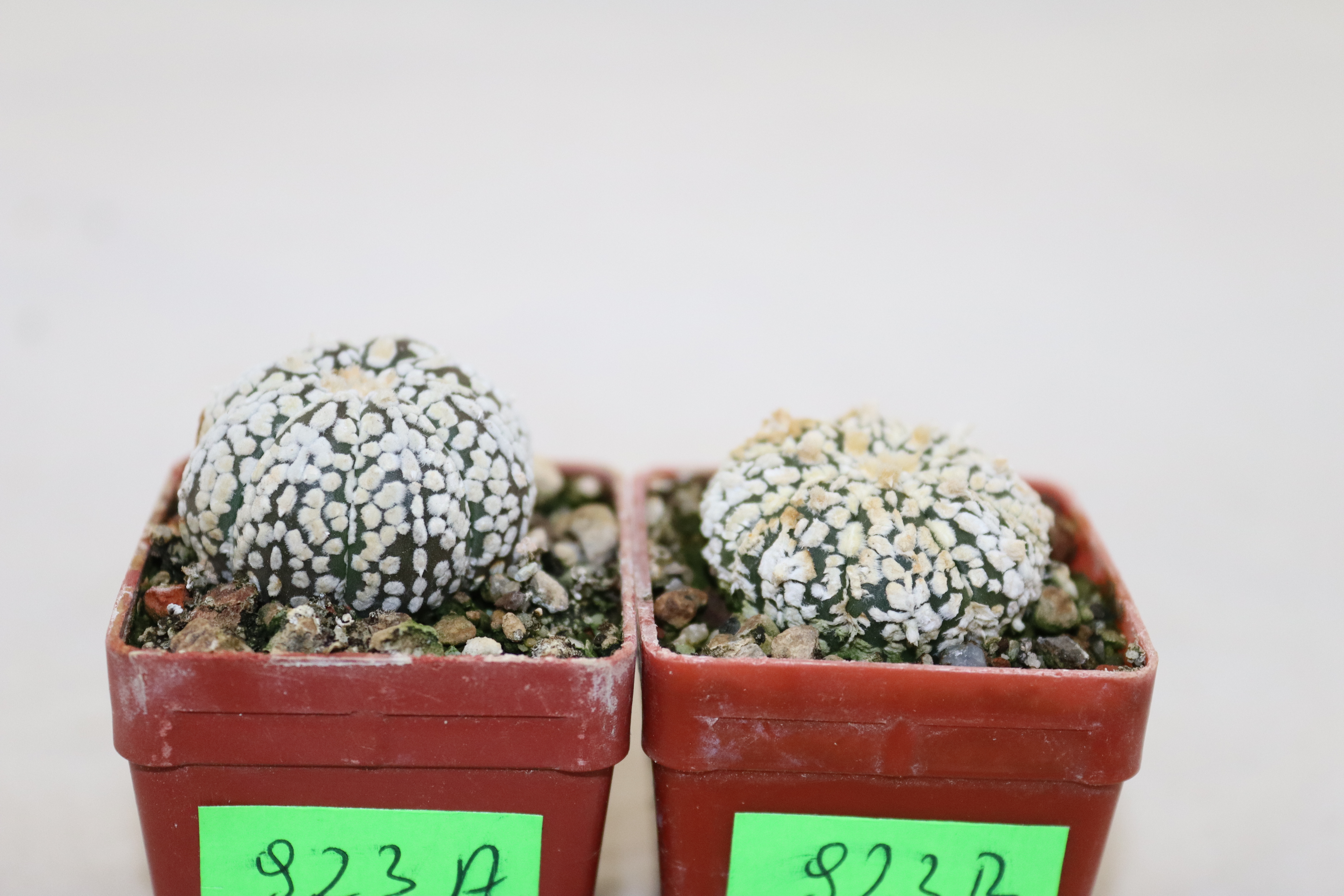Astrophytum asterias superkabuto Snow x2 plants  (4)