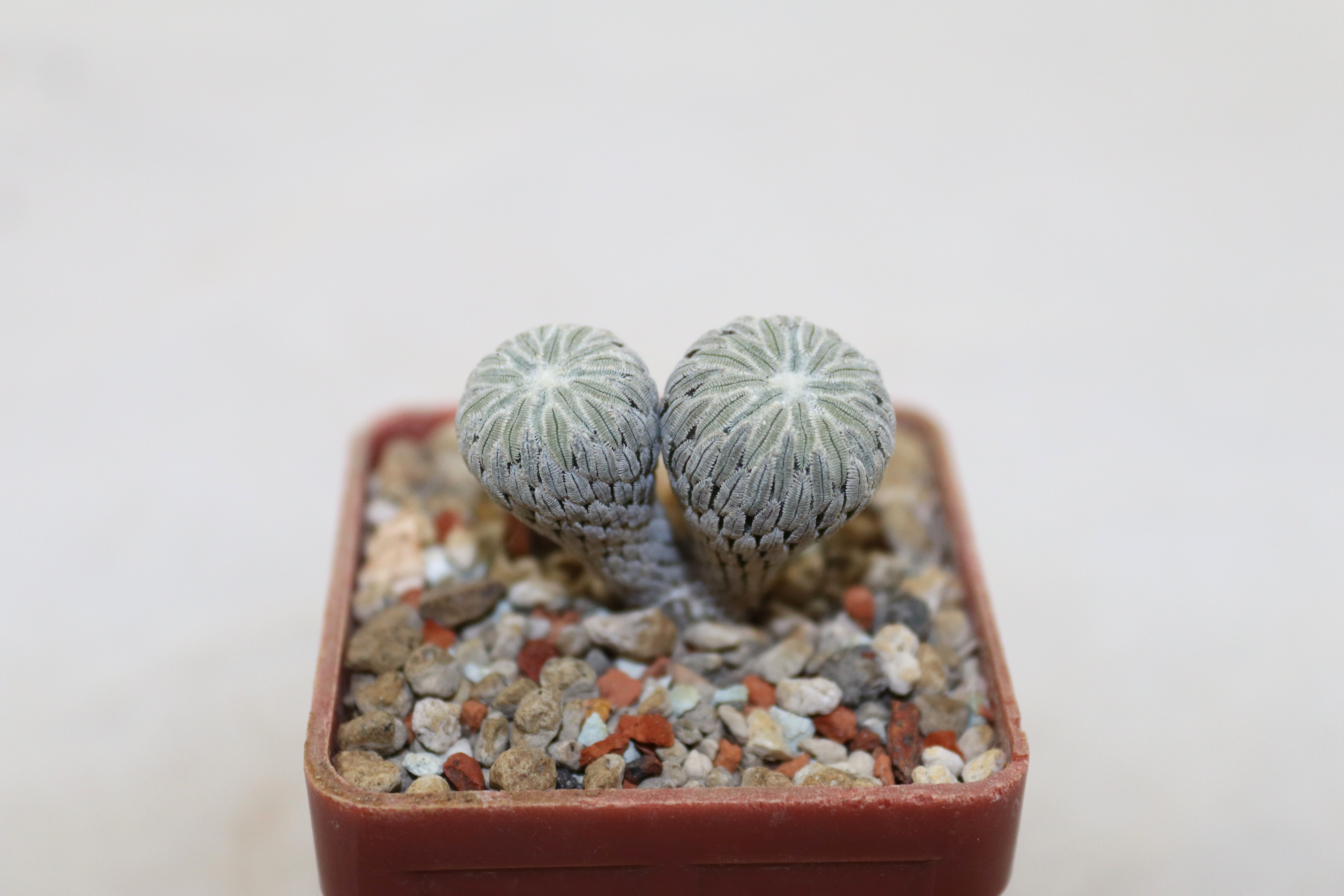 Pelecyphora aselliformis Two Heads 
