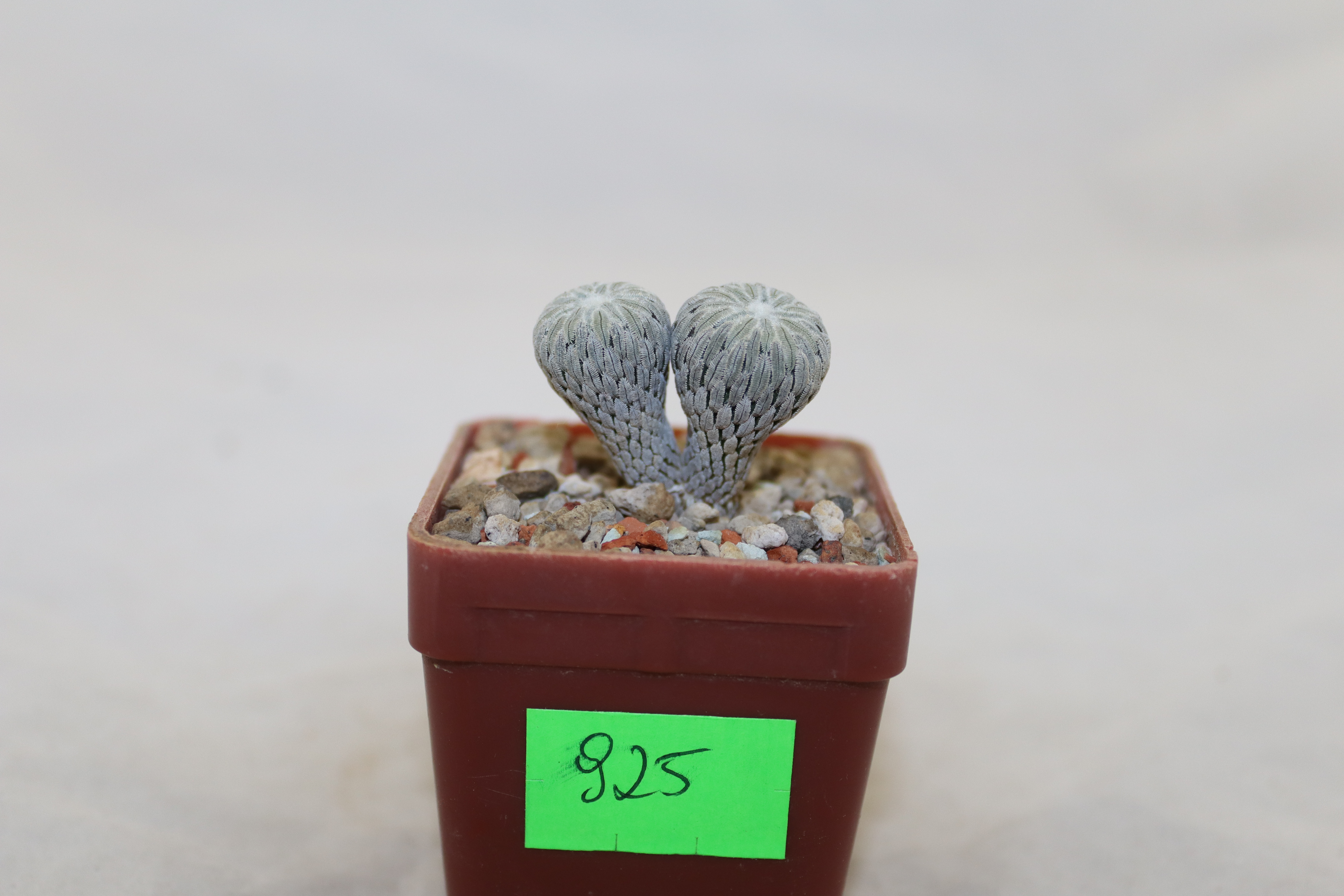 Pelecyphora aselliformis Two Heads  (2)