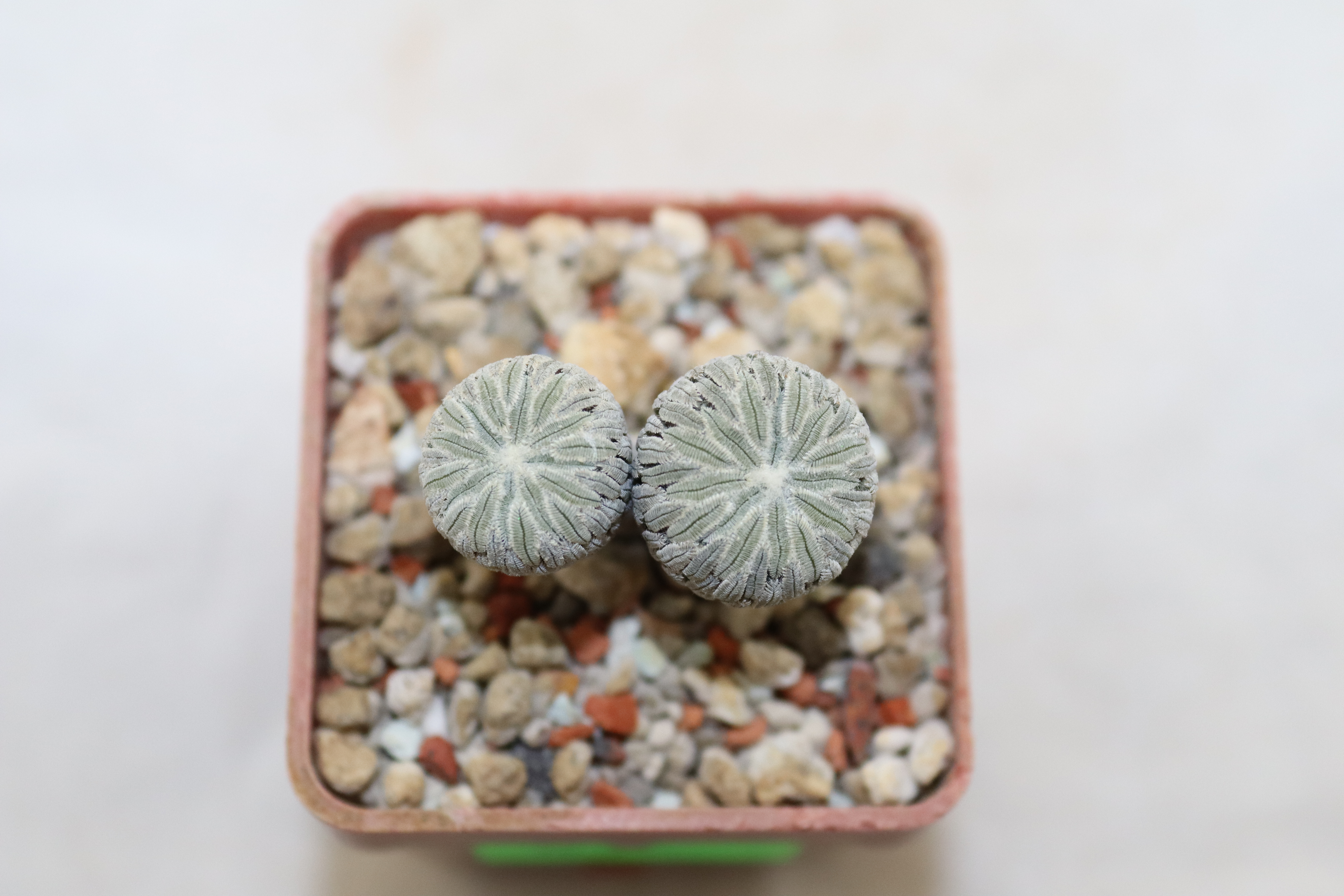 Pelecyphora aselliformis Two Heads  (4)