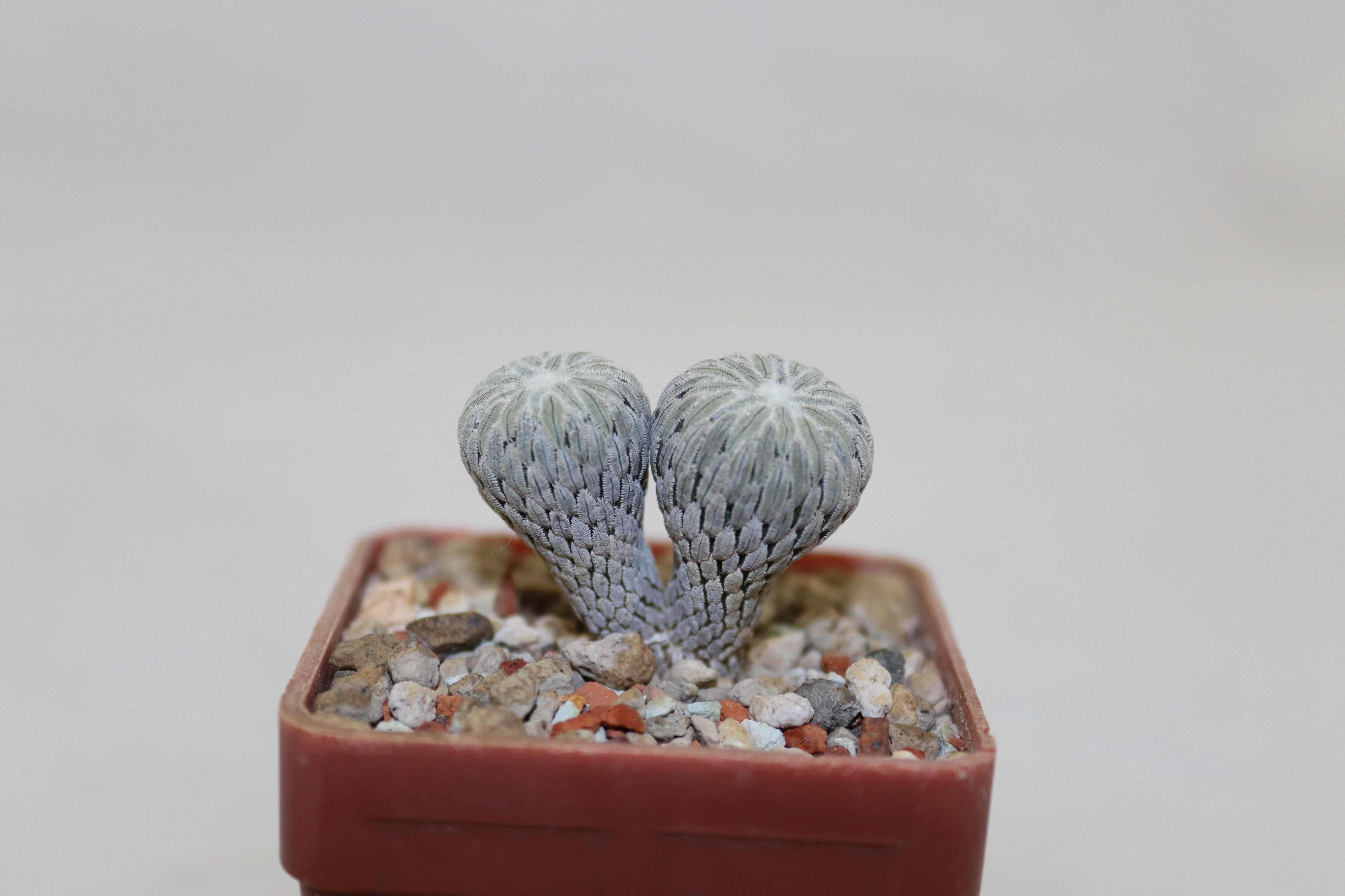 Pelecyphora aselliformis Two Heads  (3)
