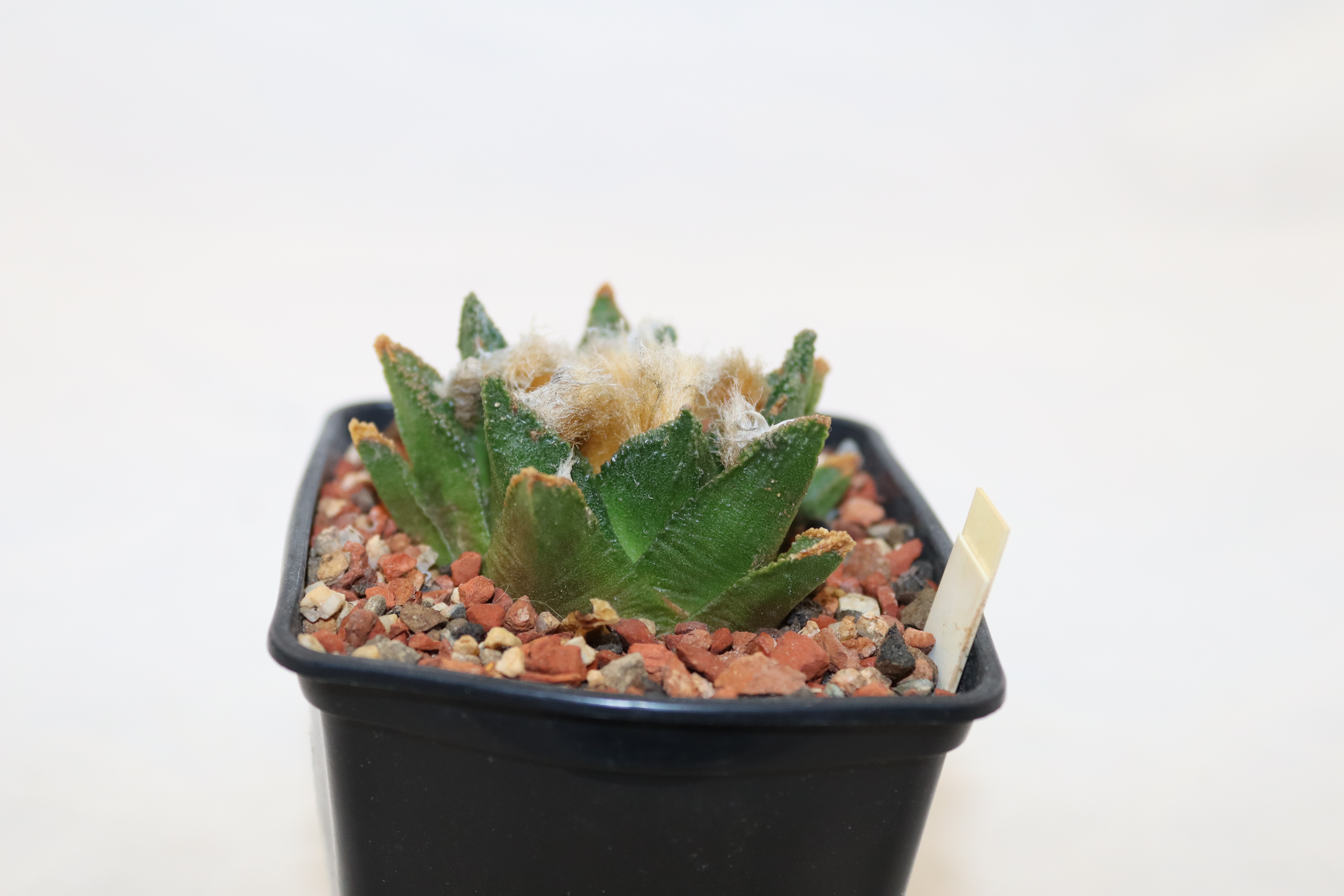 Ariocarpus bravoanus RS 618 