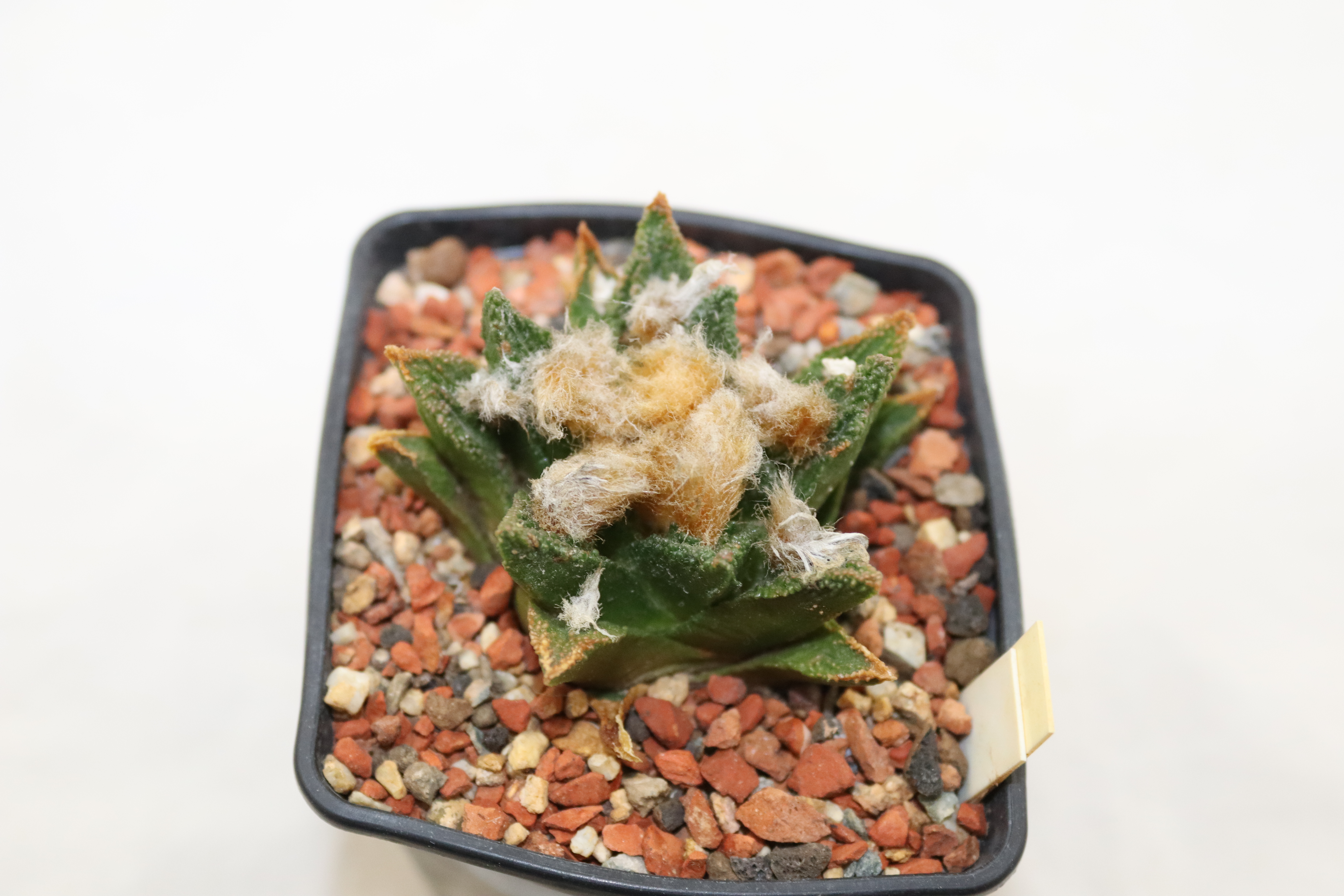 Ariocarpus bravoanus RS 618  (2)