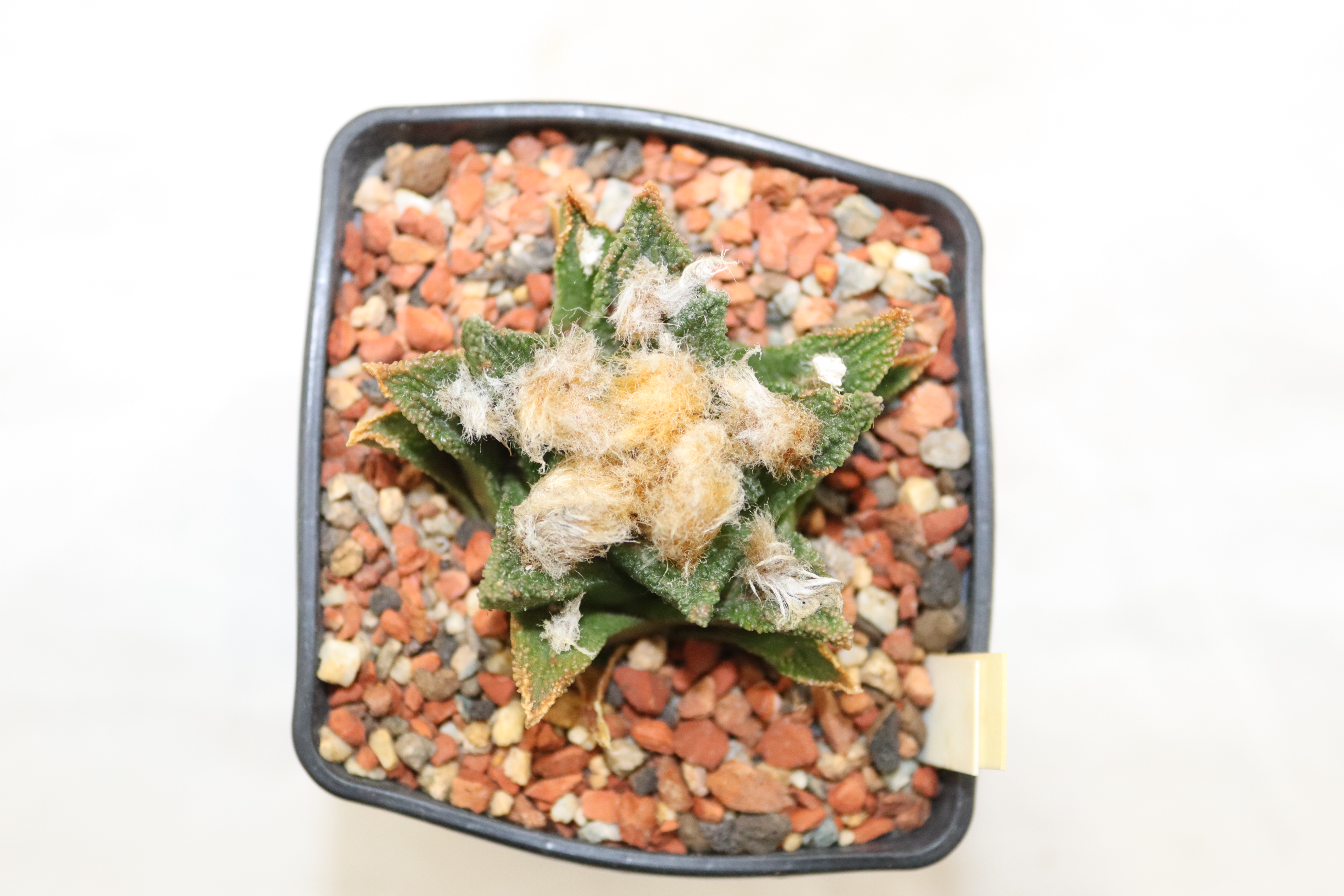 Ariocarpus bravoanus RS 618  (3)