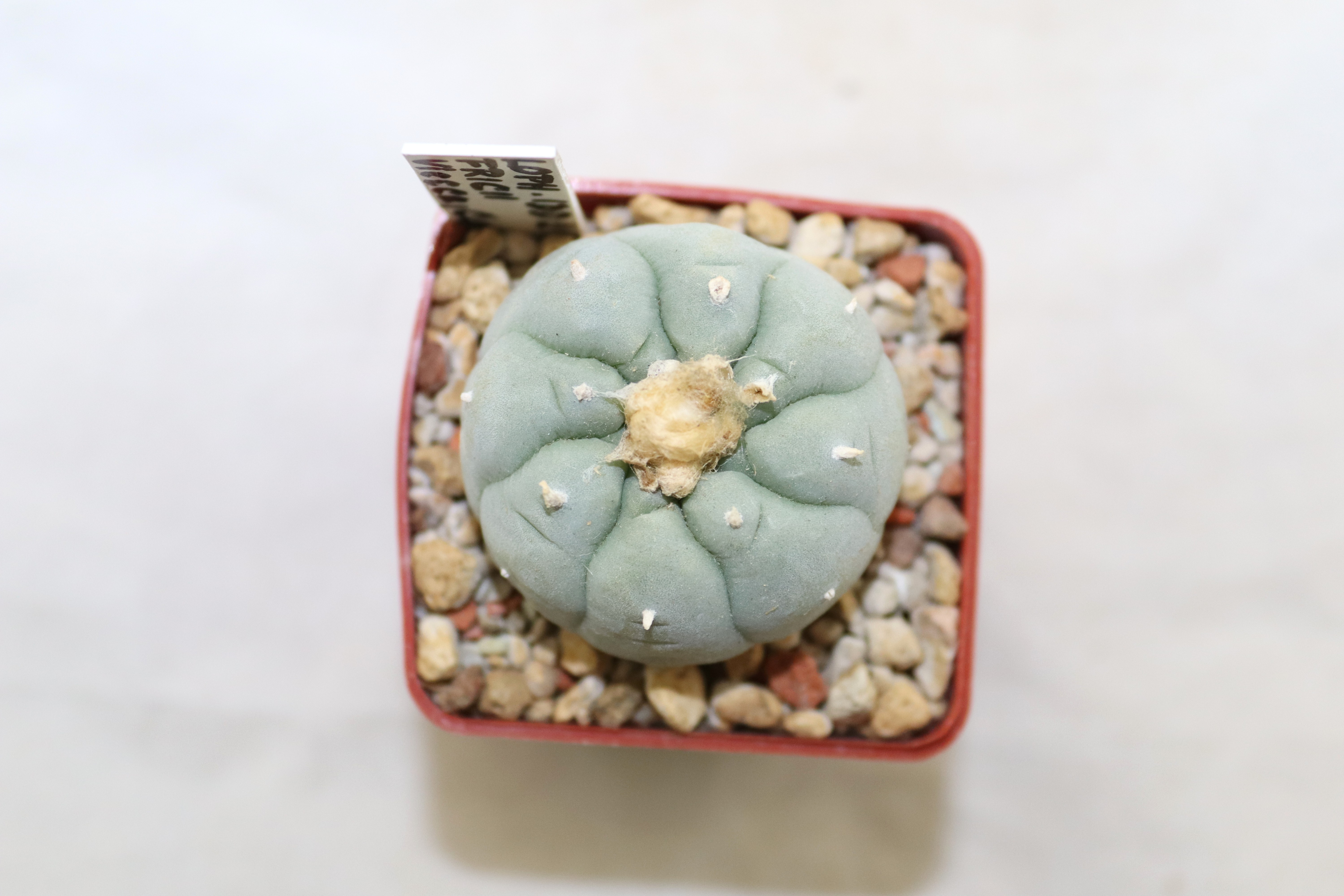 Lophophora fricii IDD 244 Viesca