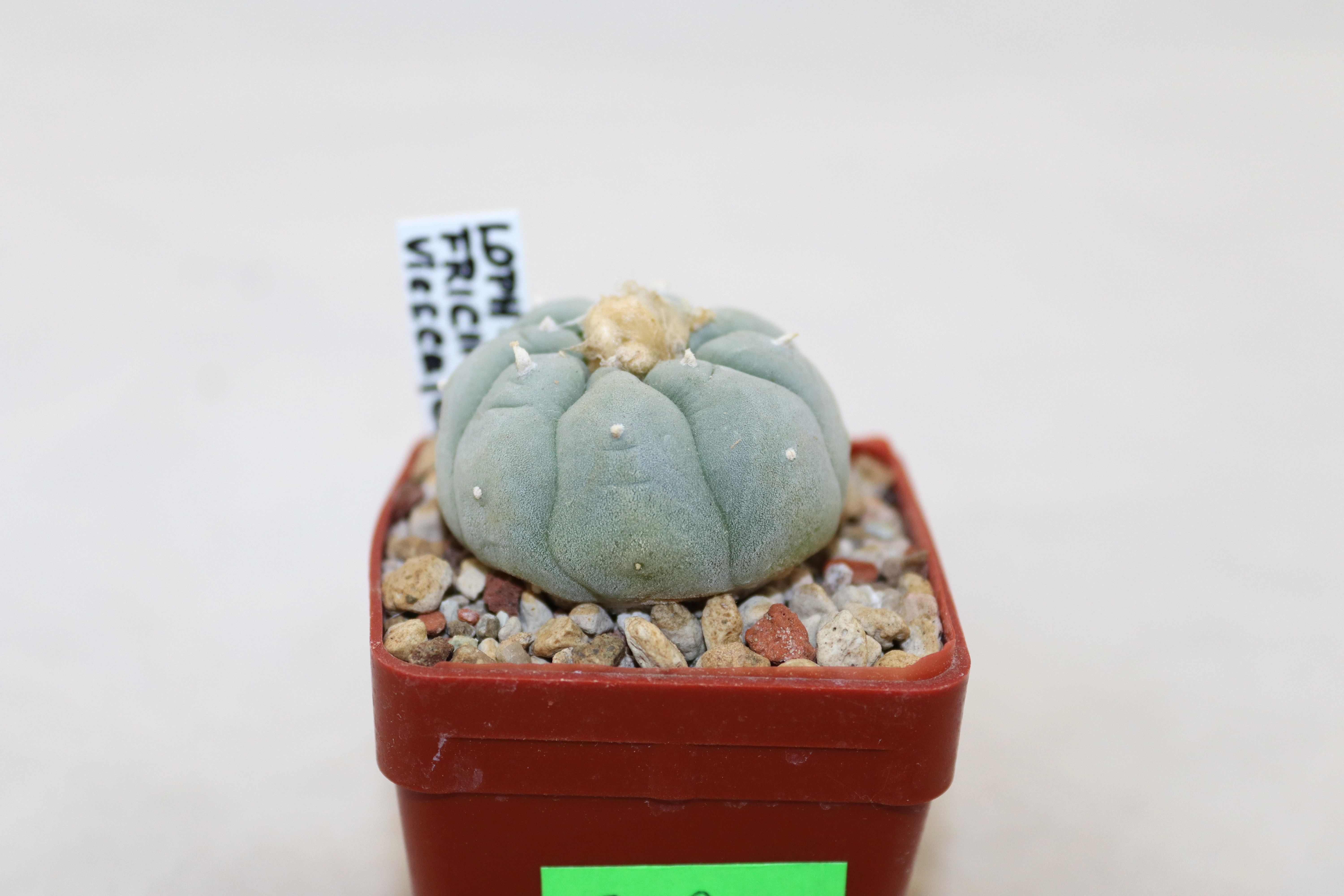 Lophophora fricii IDD 244 Viesca (3)