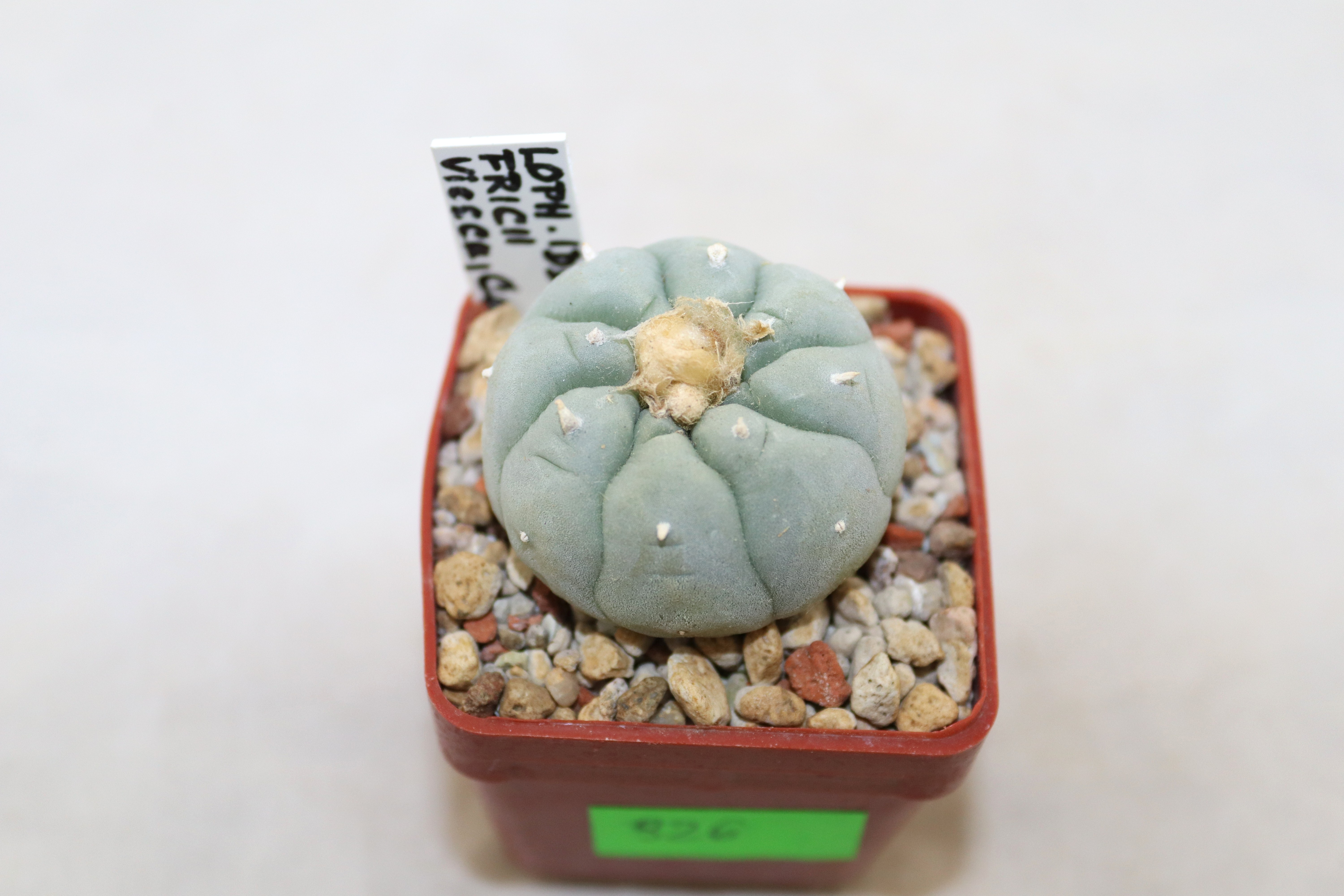 Lophophora fricii IDD 244 Viesca (2)