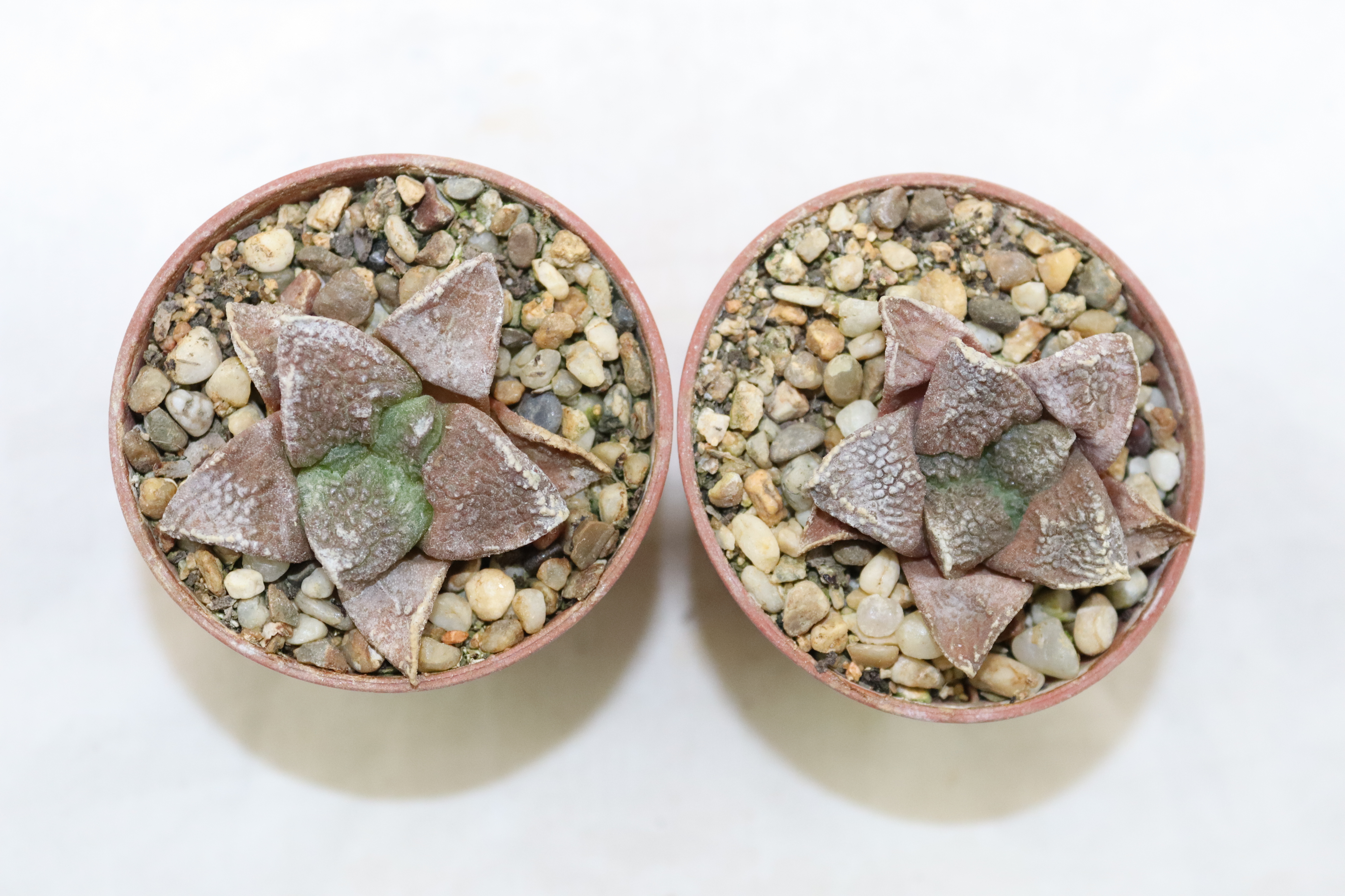 Ariocarpus fissuatus KMR 92 C x2 plants