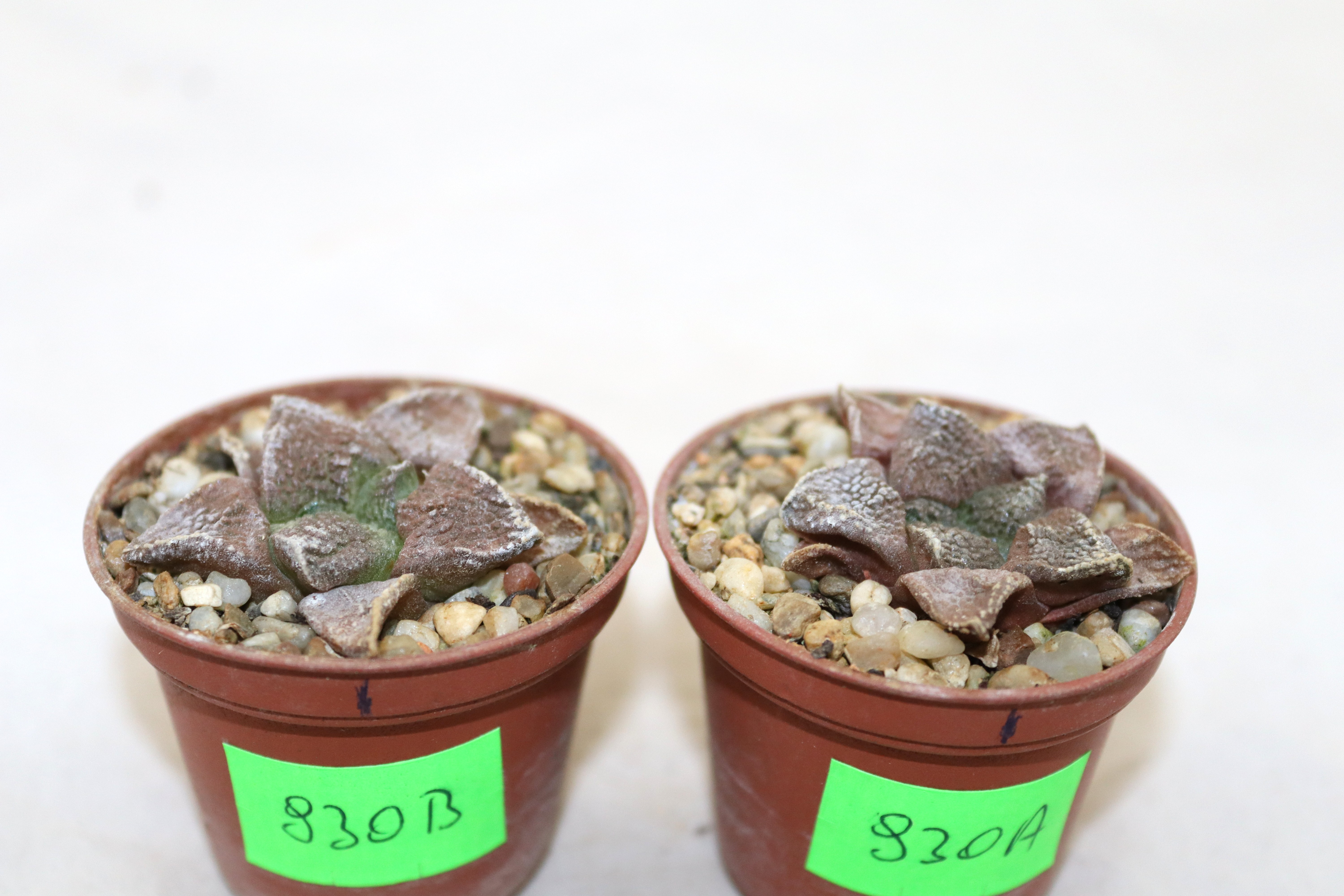 Ariocarpus fissuatus KMR 92 C x2 plants (3)