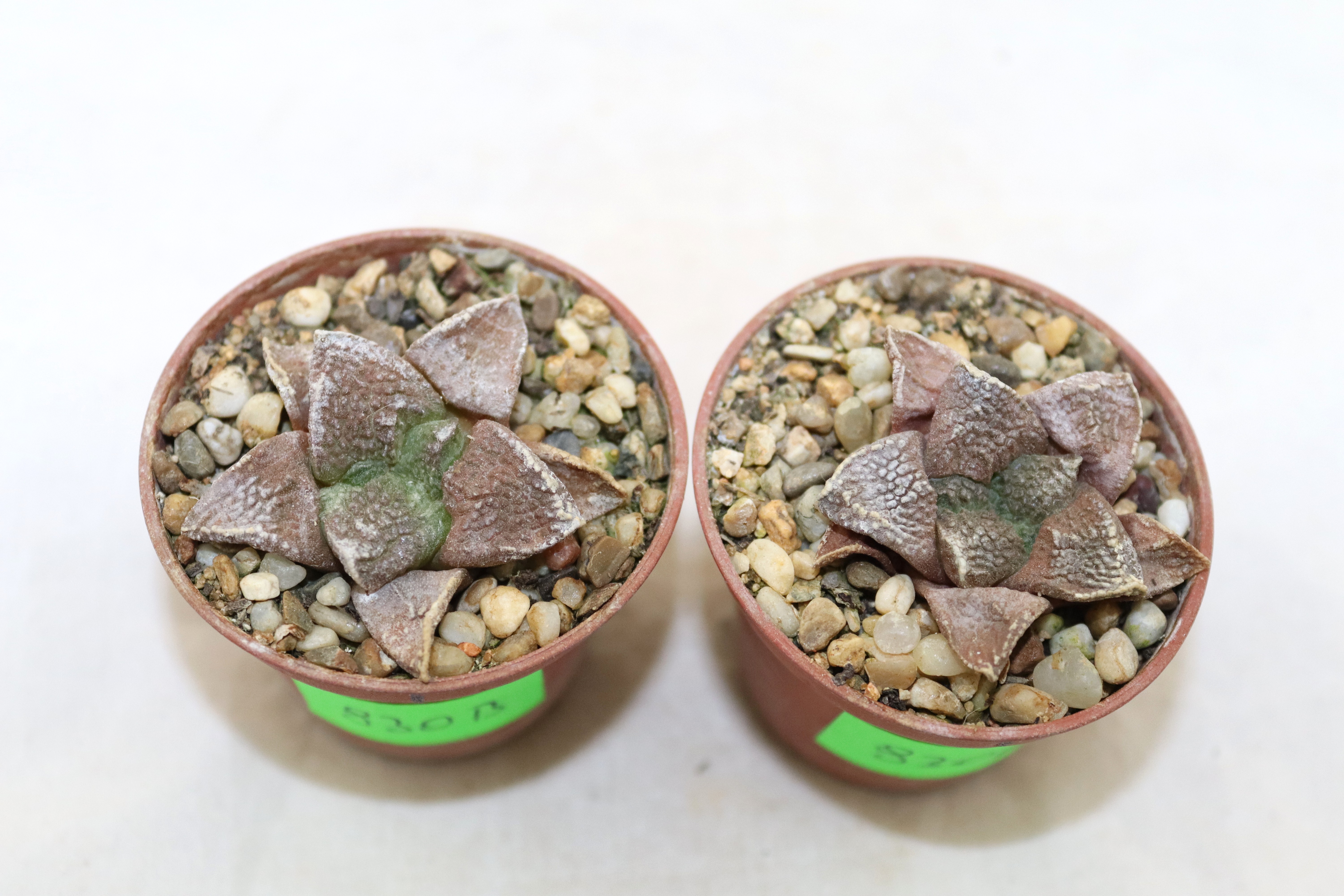 Ariocarpus fissuatus KMR 92 C x2 plants (2)