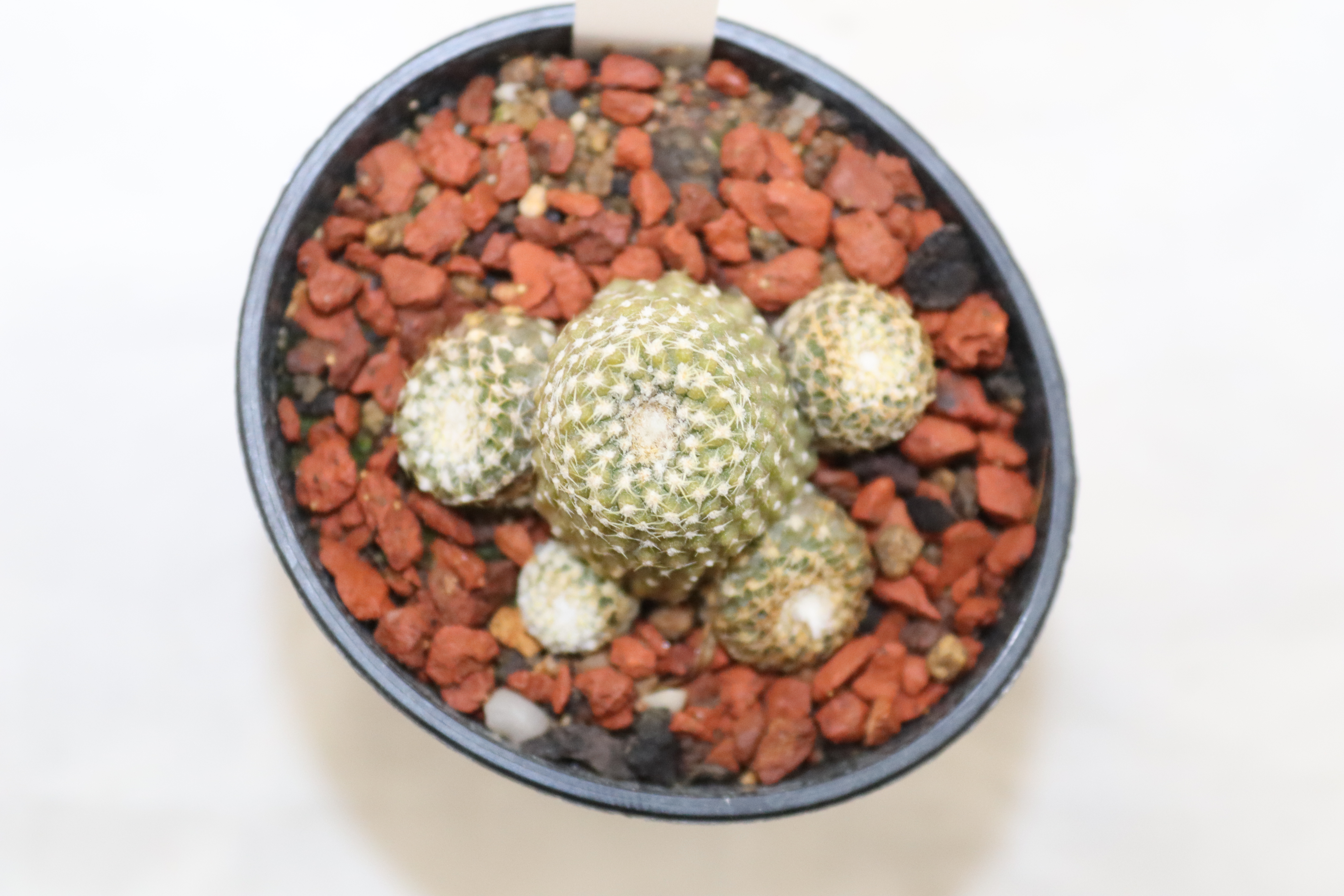 Copiapoa laui  (4)