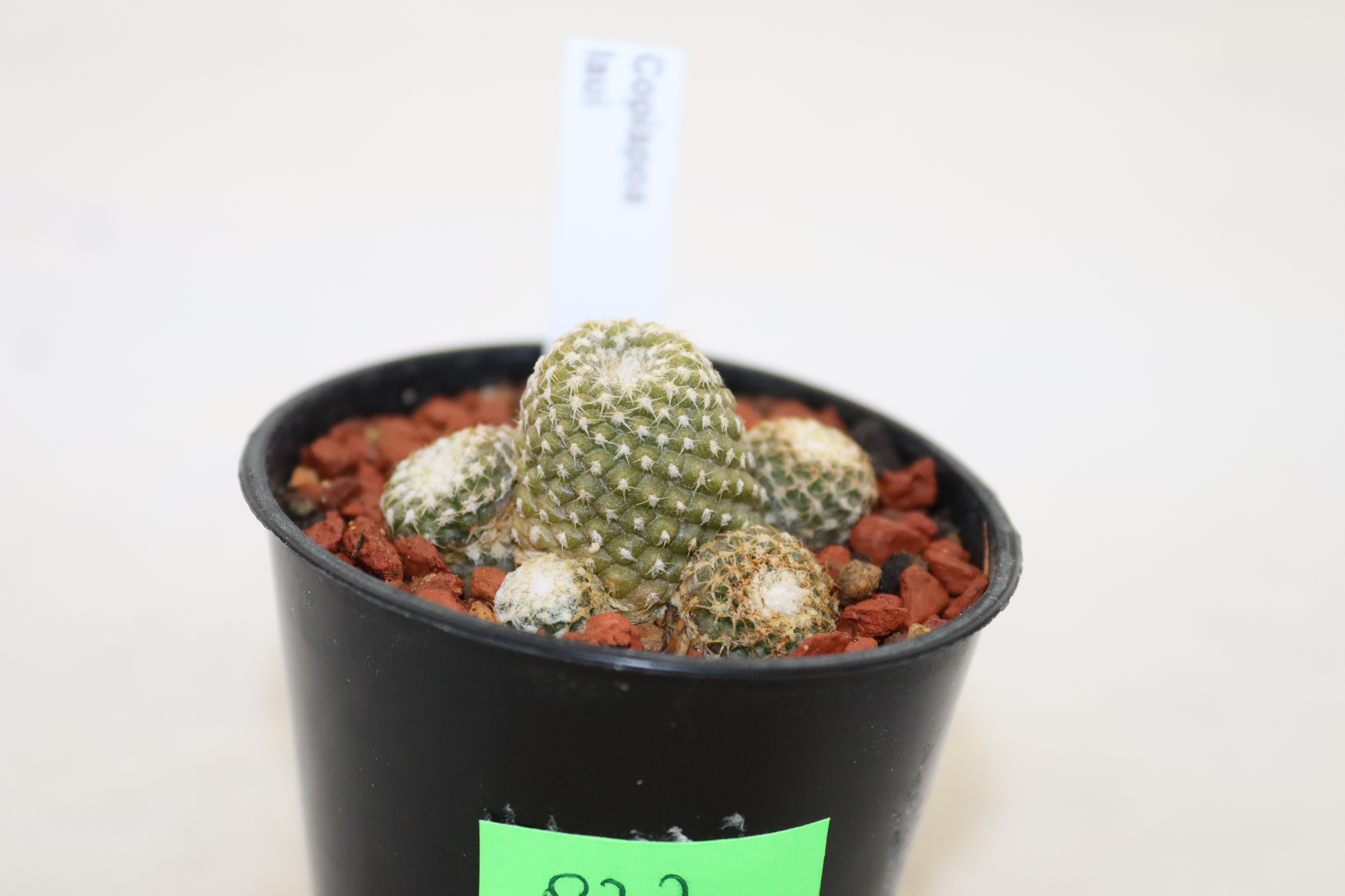 Copiapoa laui  (3)