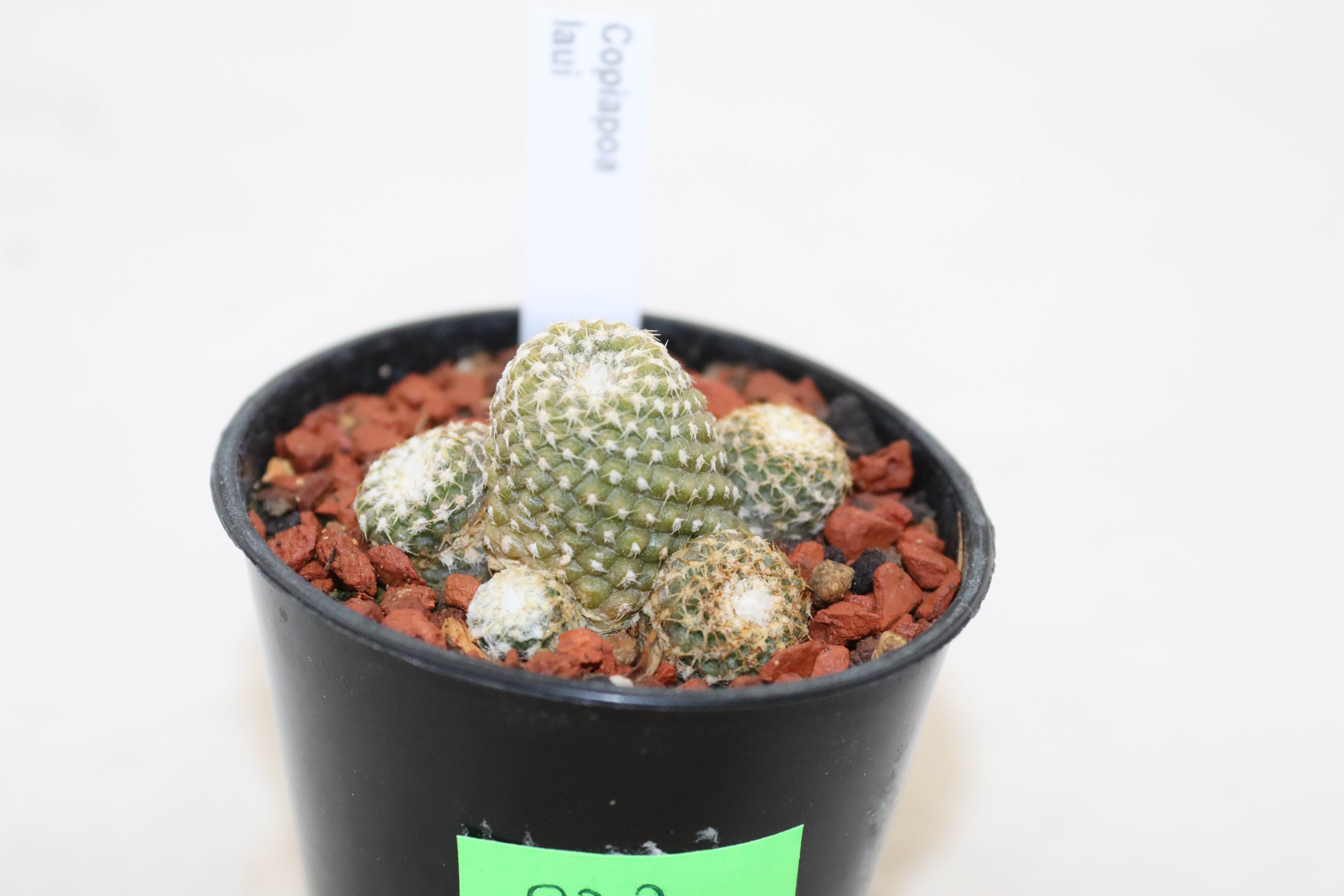 Copiapoa laui  (2)