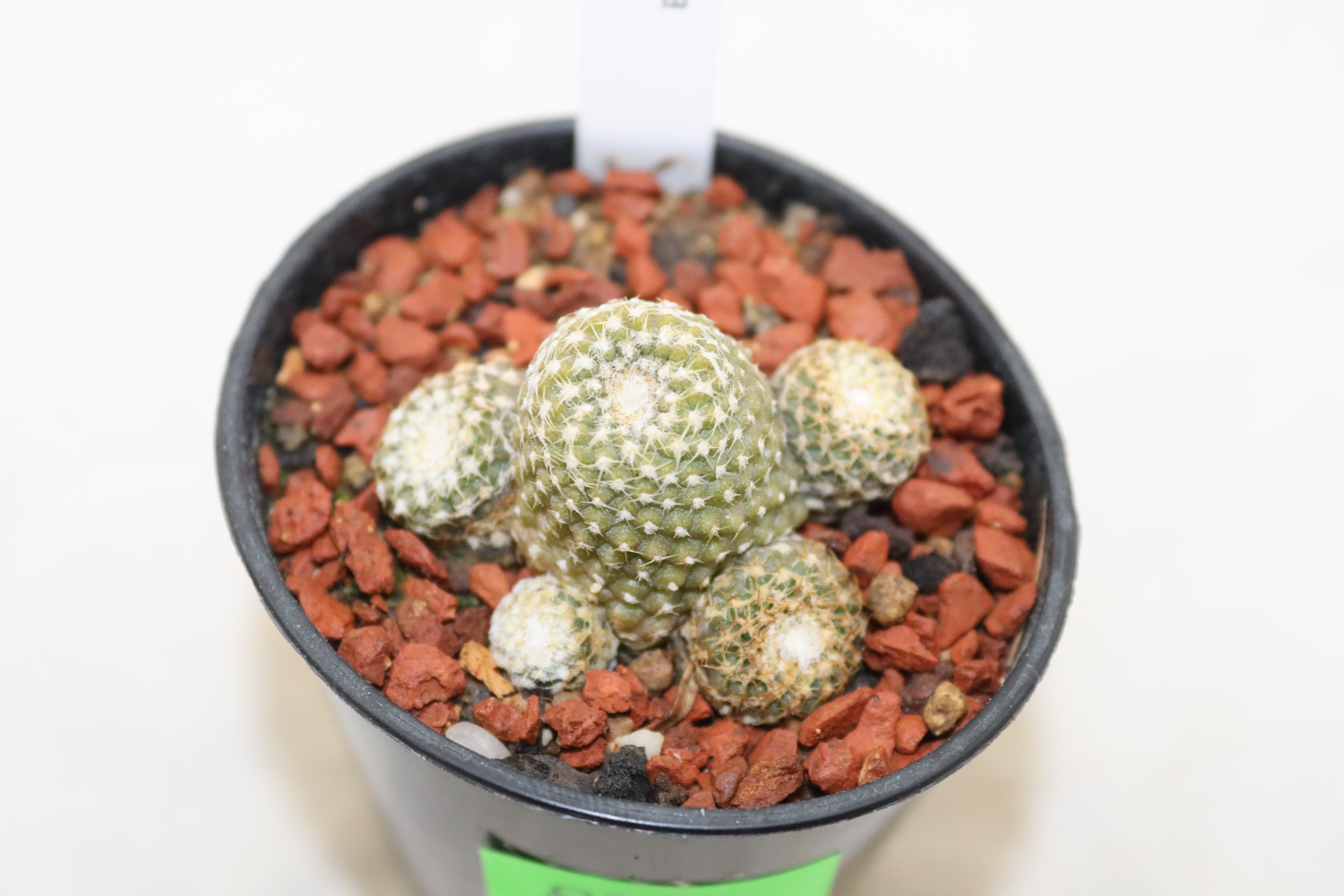 Copiapoa laui  (1)