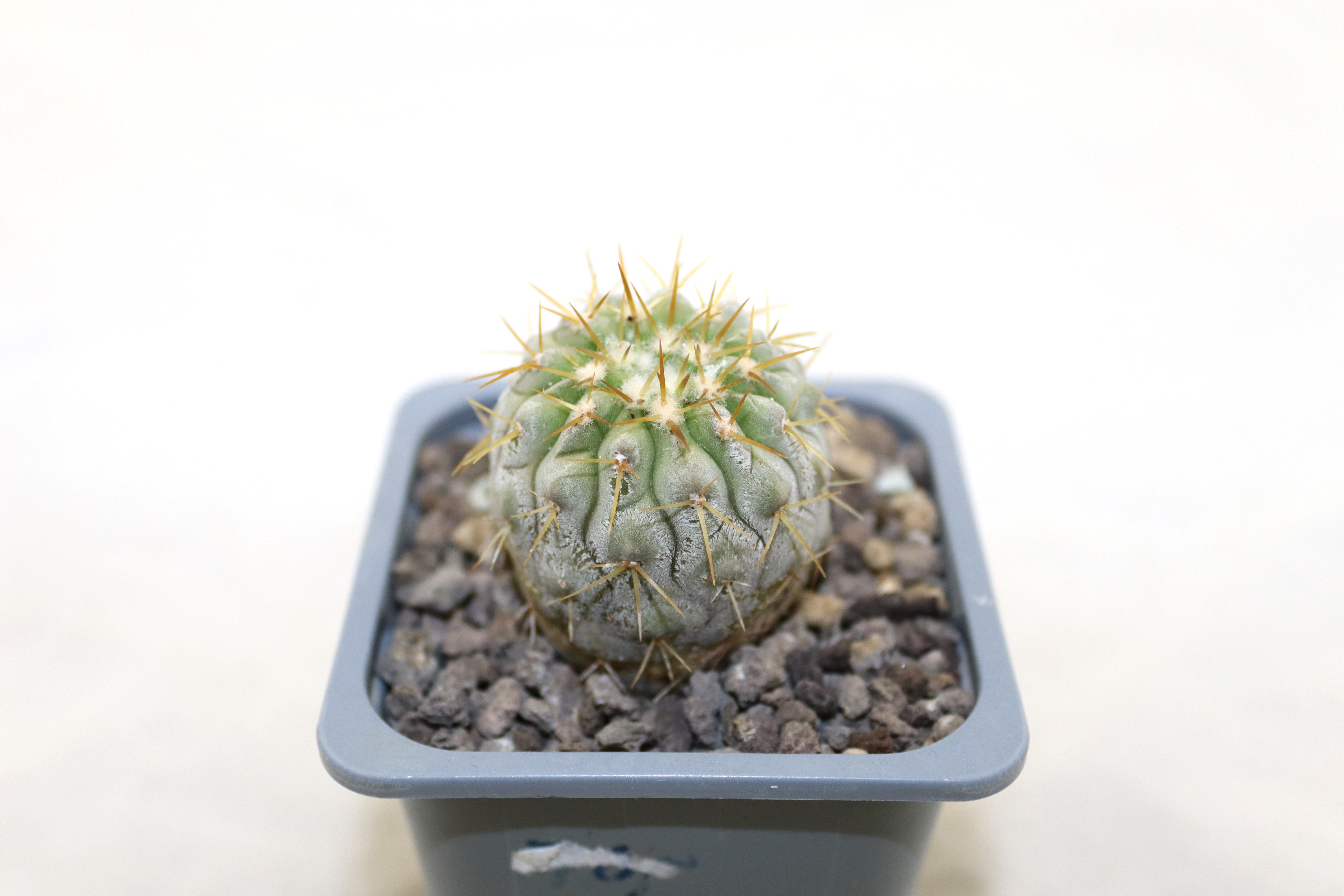 Copiapoa columna alba Pan de Azucar (2)