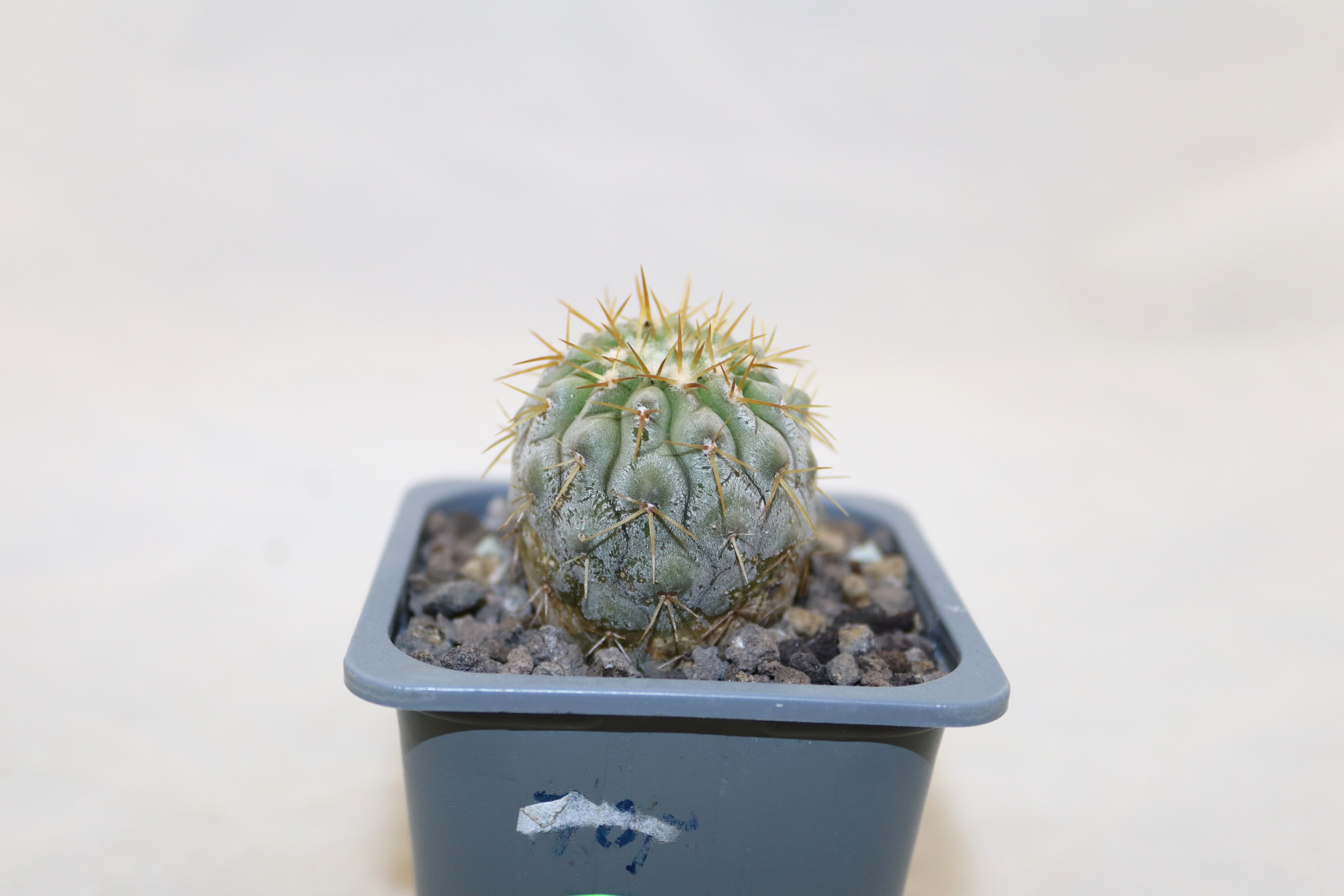 Copiapoa columna alba Pan de Azucar (1)